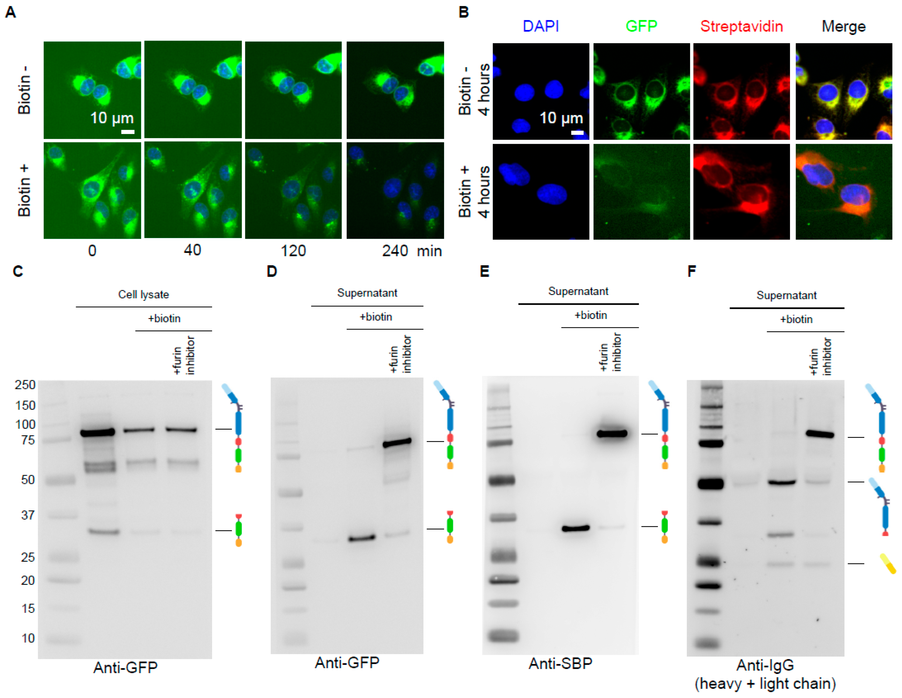 Cells 12 01642 g002 Cells 12 01642 g002