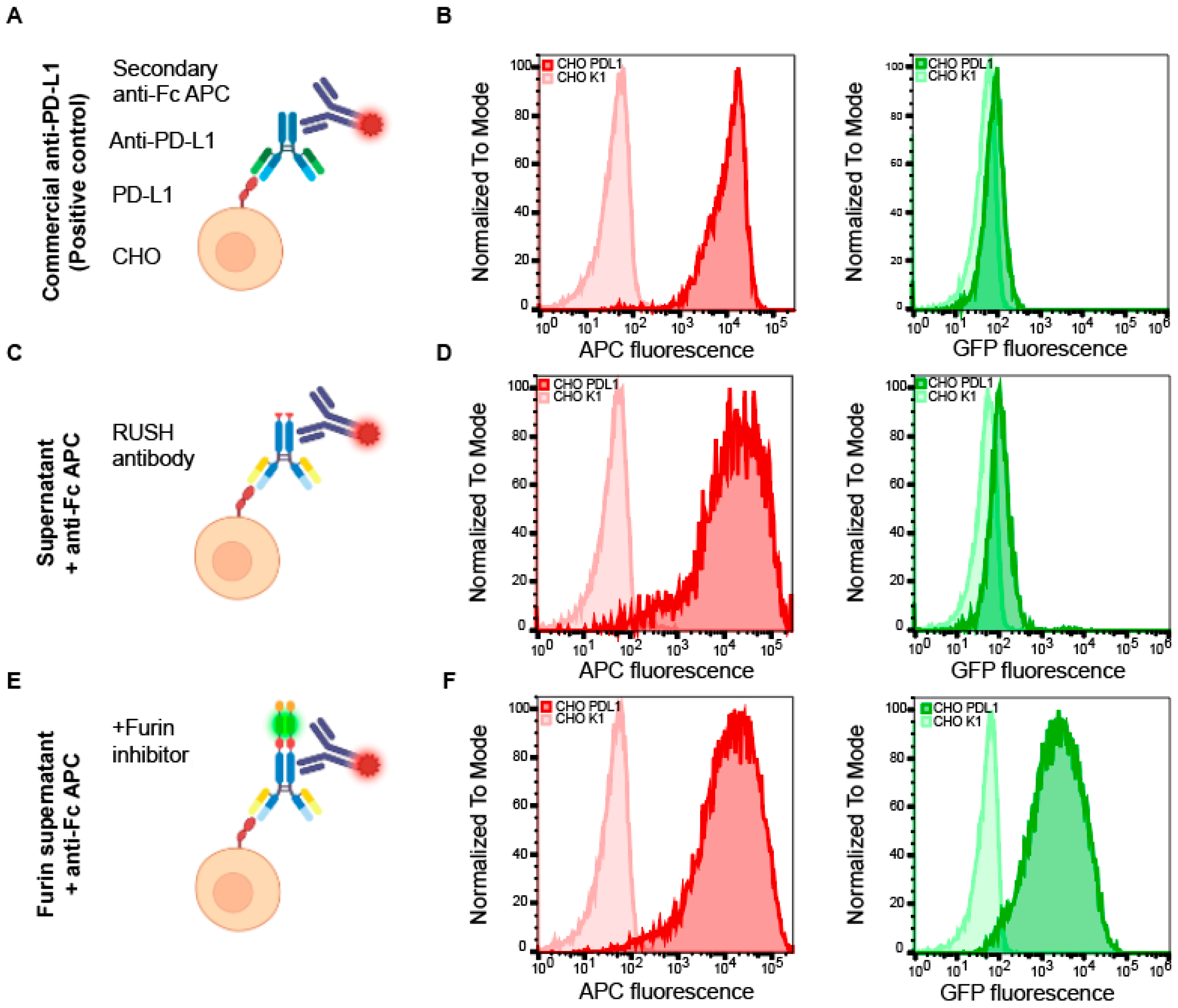 Cells 12 01642 g003 Cells 12 01642 g003