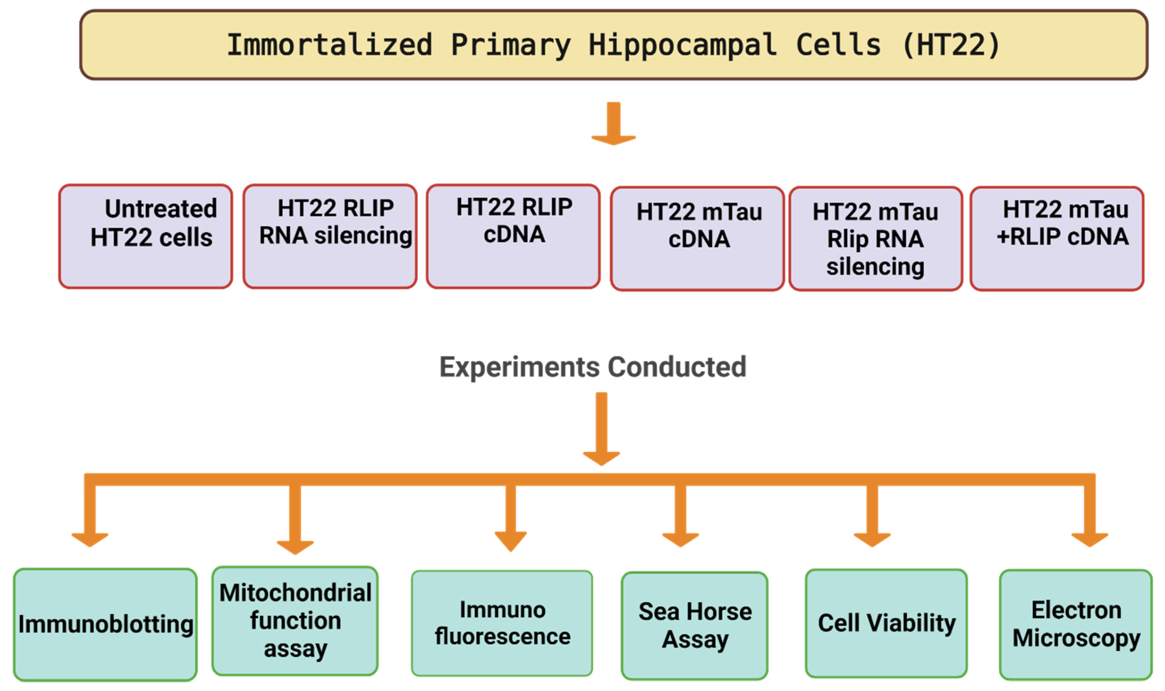 Cells 12 01646 g001 Cells 12 01646 g001
