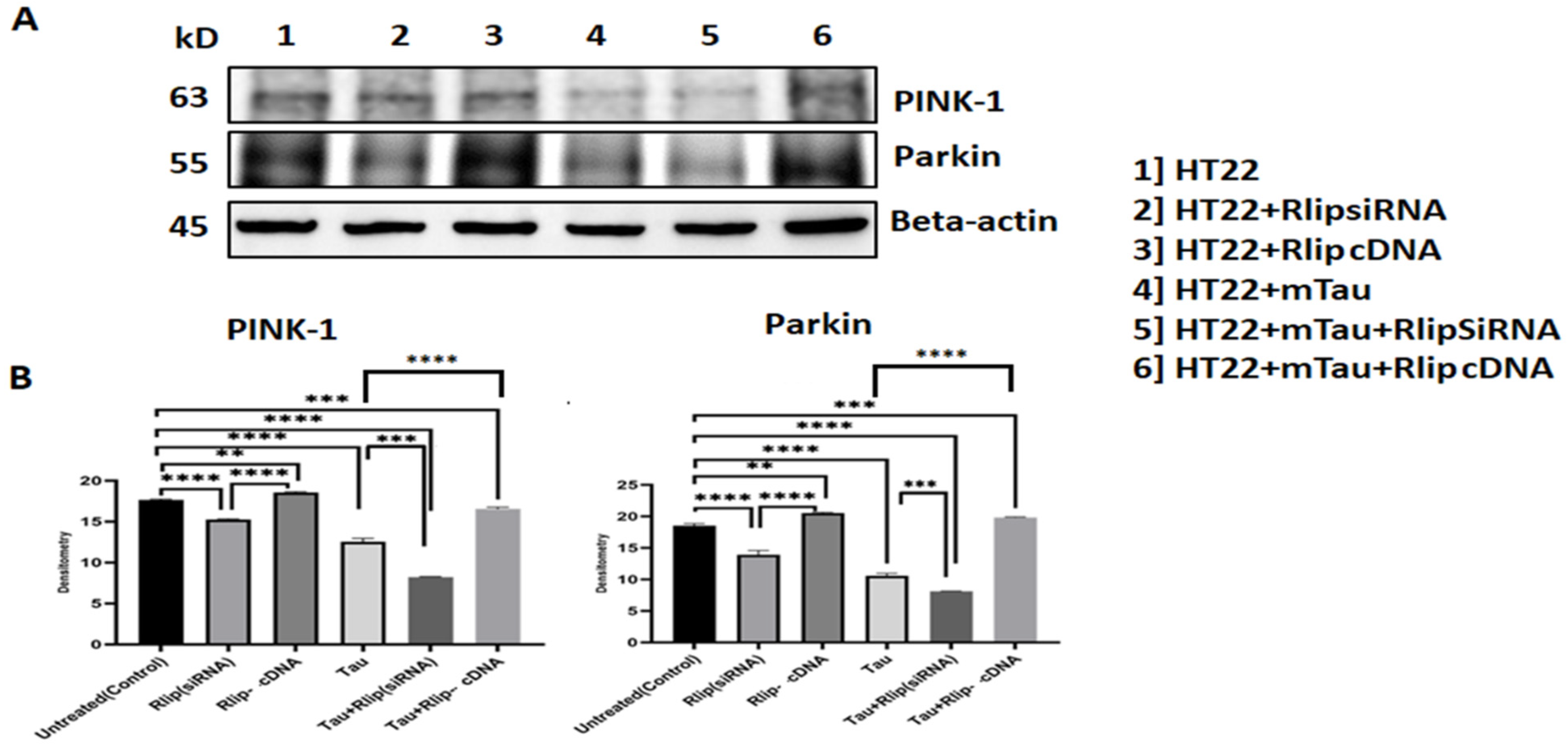 Cells 12 01646 g006 Cells 12 01646 g006
