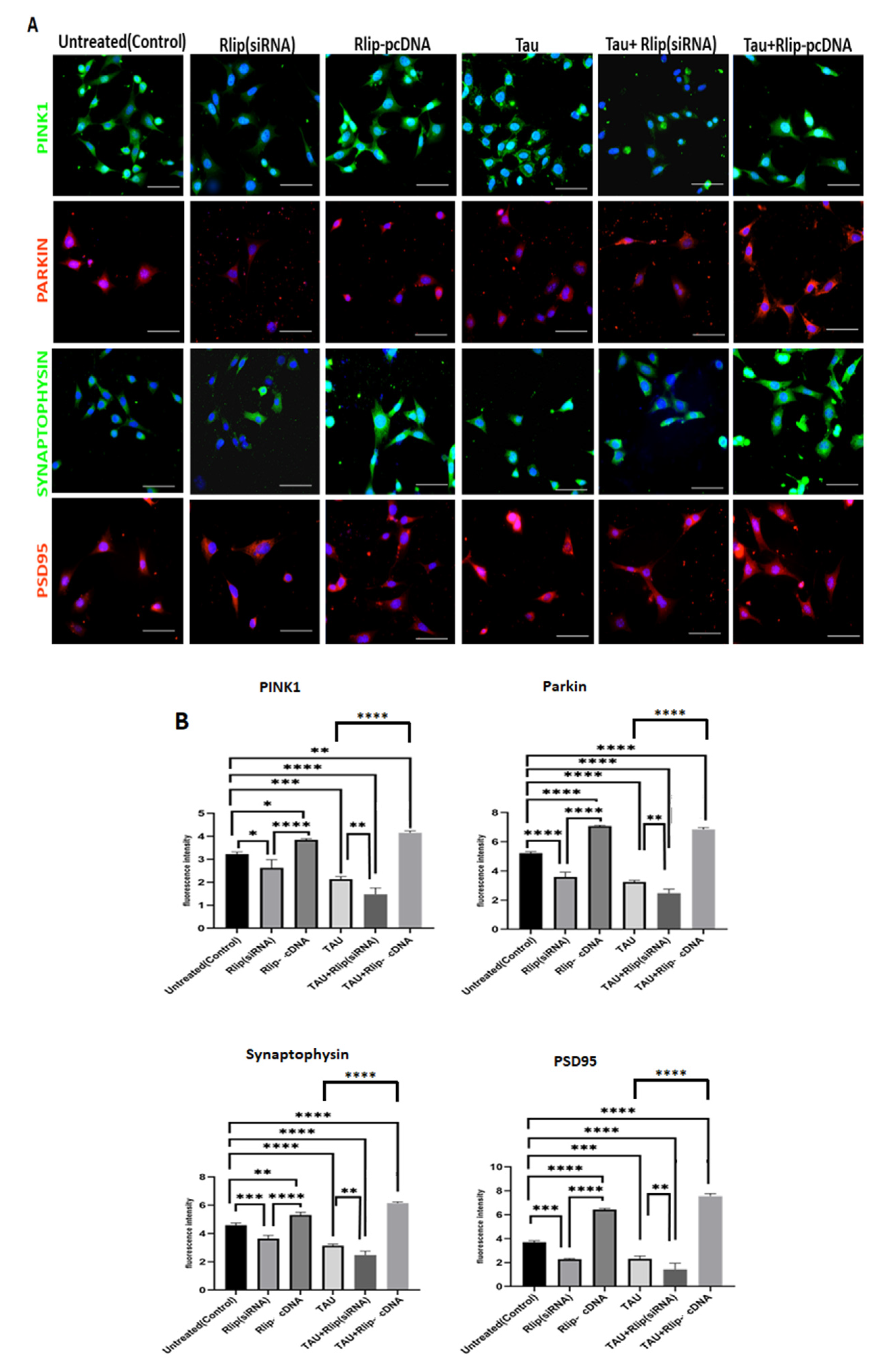 Cells 12 01646 g007 Cells 12 01646 g007