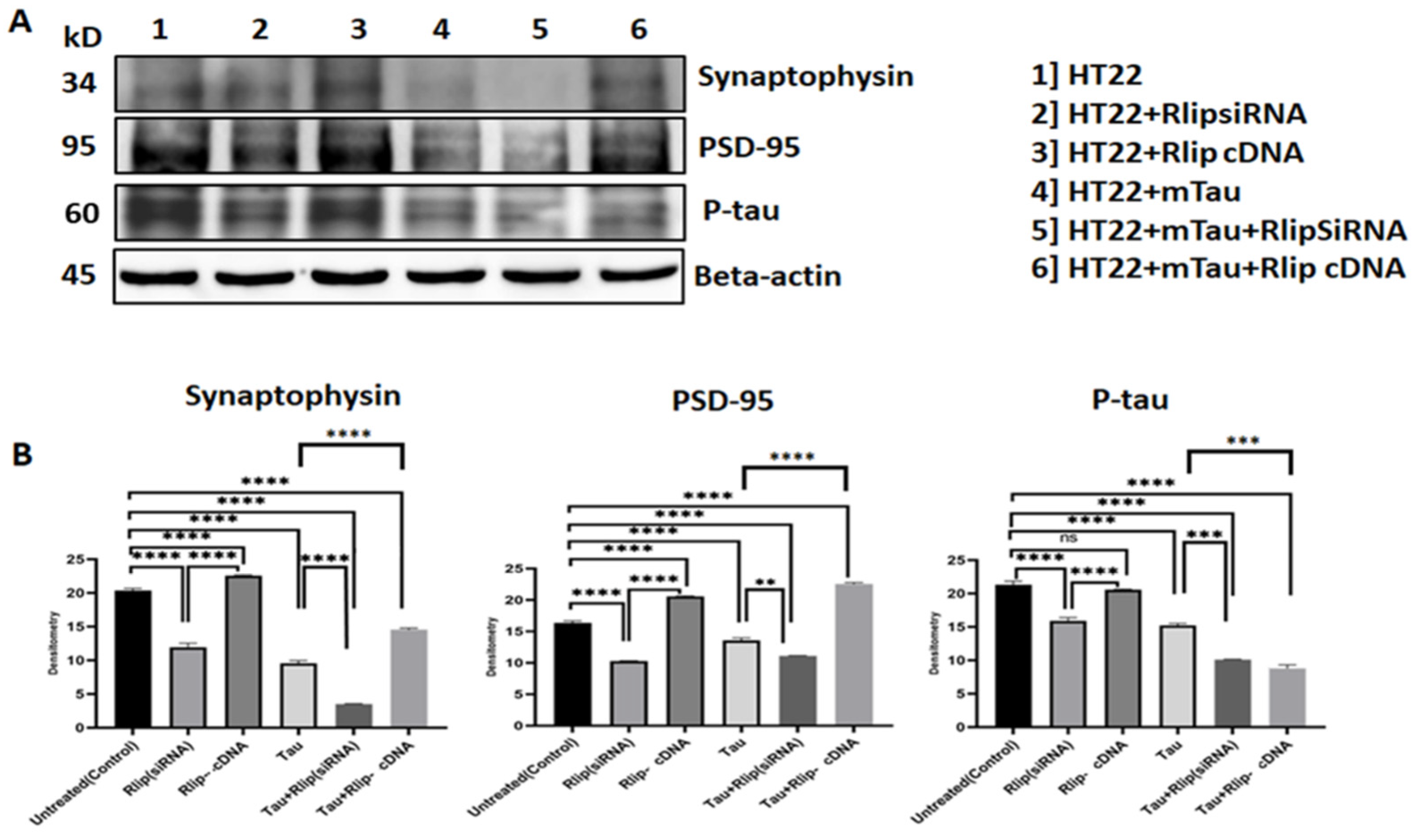 Cells 12 01646 g008 Cells 12 01646 g008