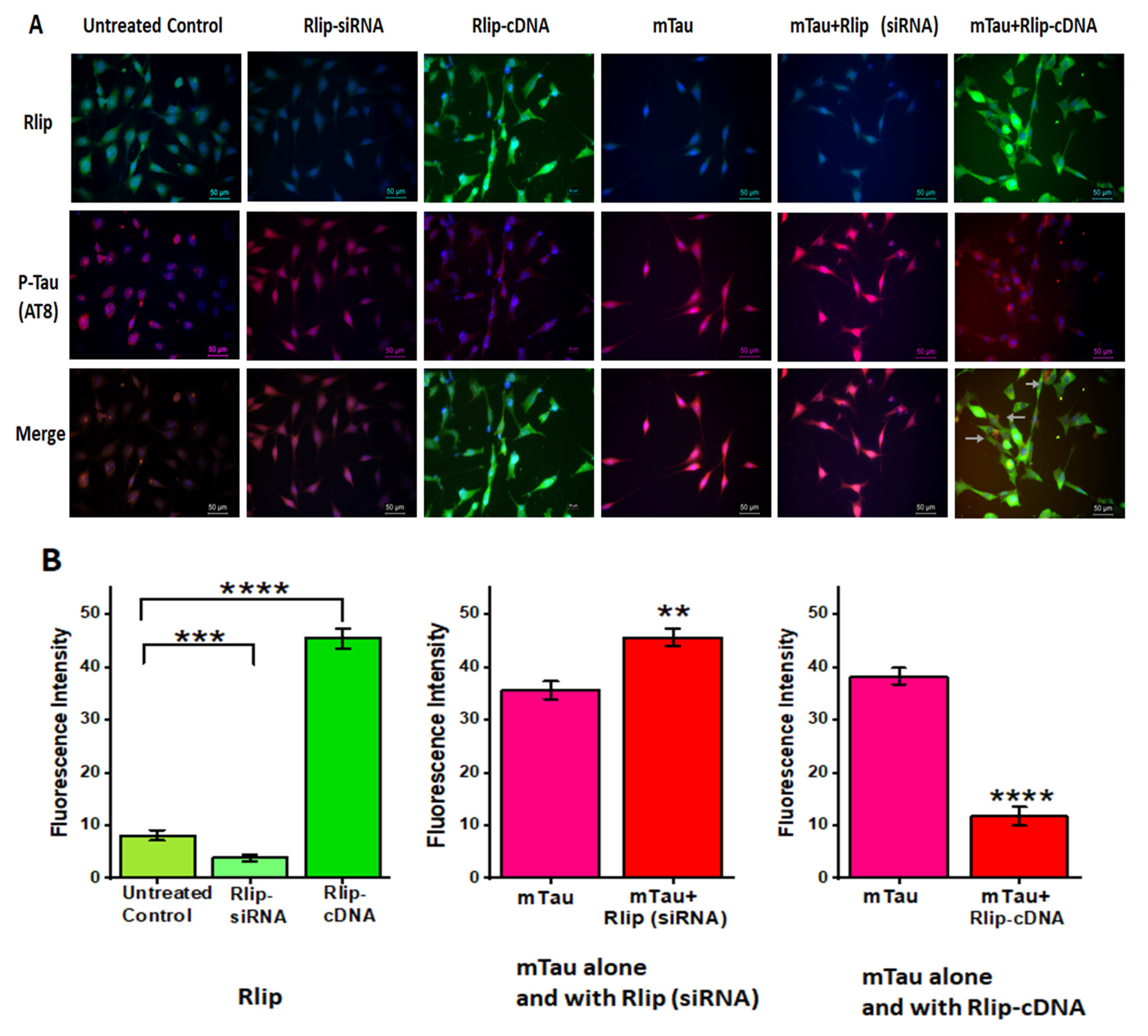 Cells 12 01646 g009 Cells 12 01646 g009