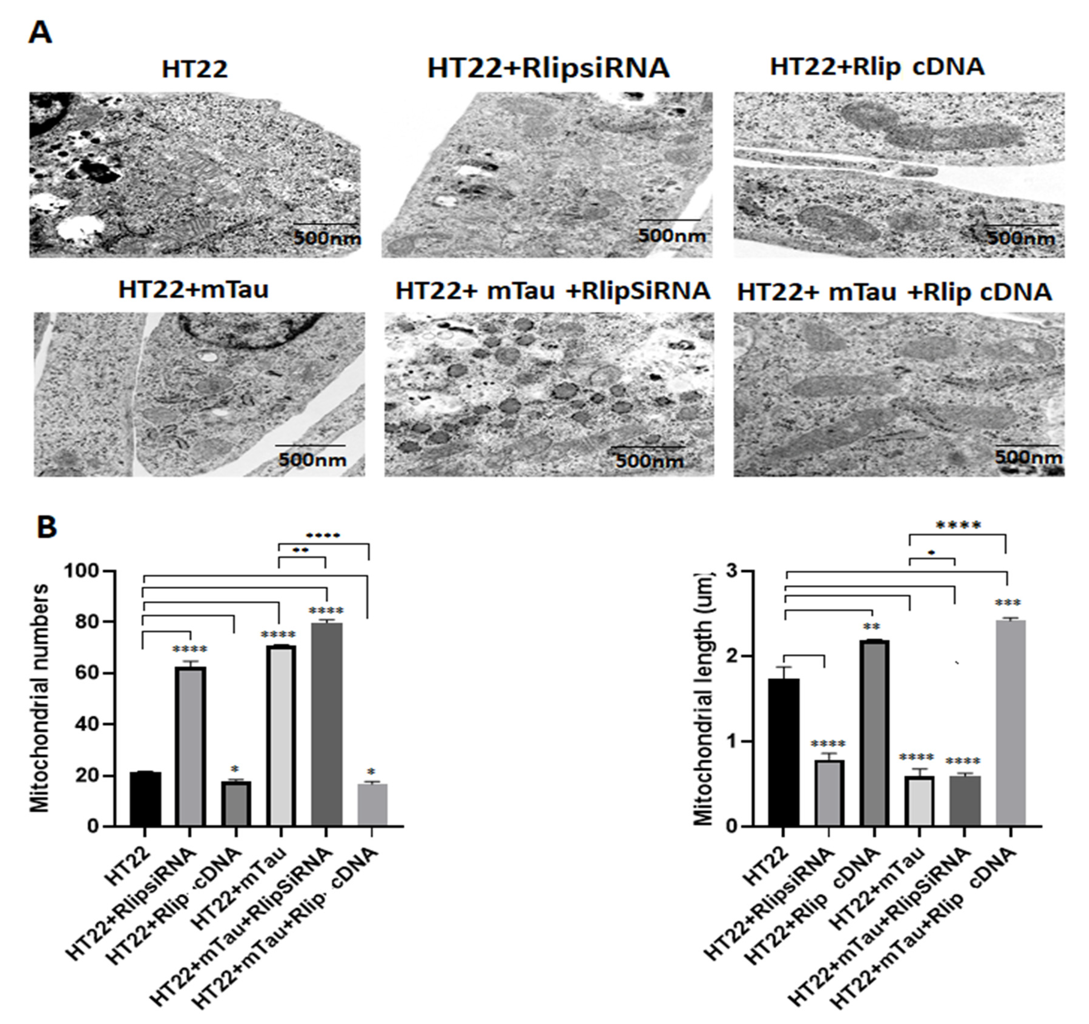 Cells 12 01646 g010 Cells 12 01646 g010