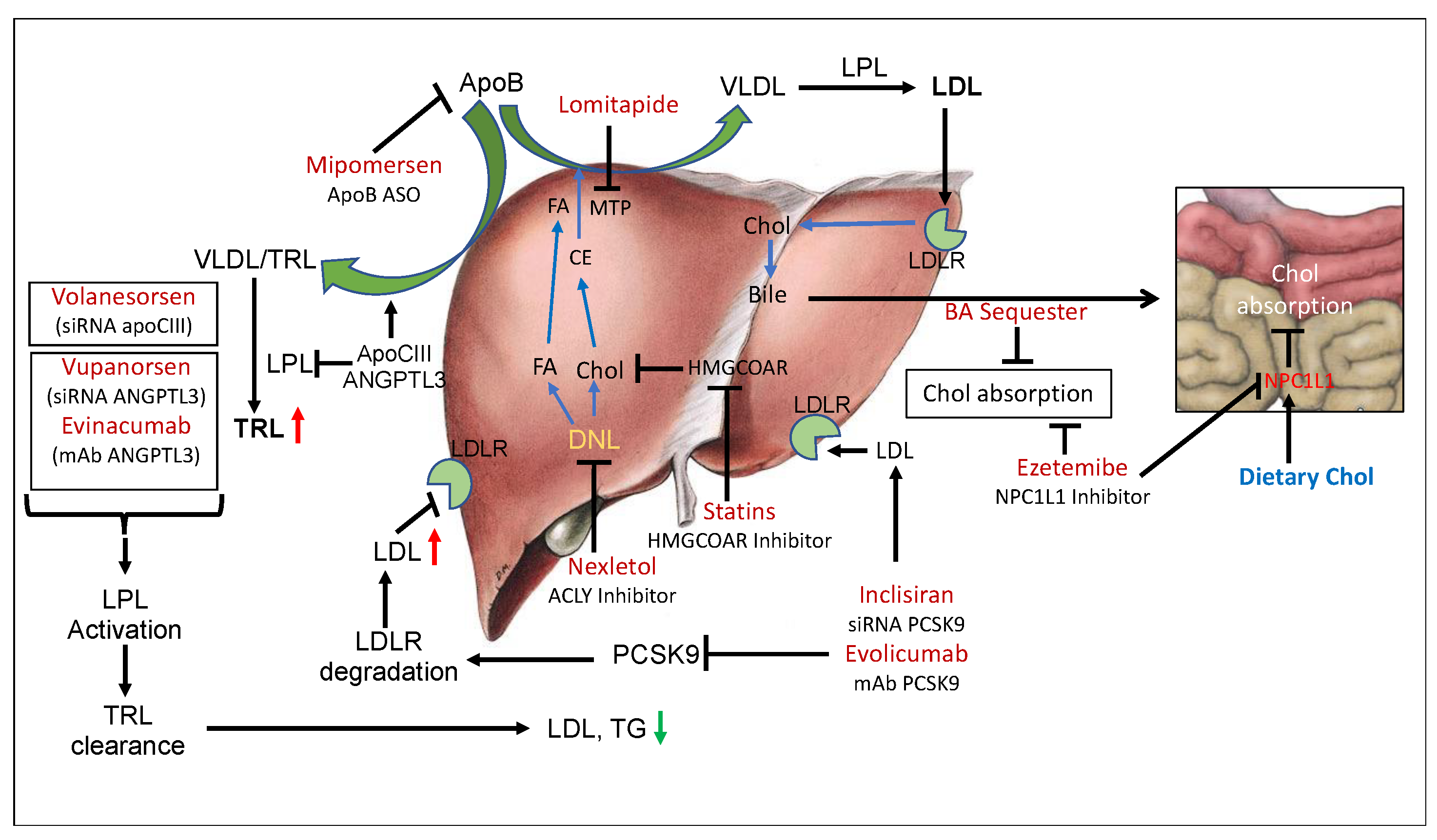 Cells 12 01648 g001 Cells 12 01648 g001