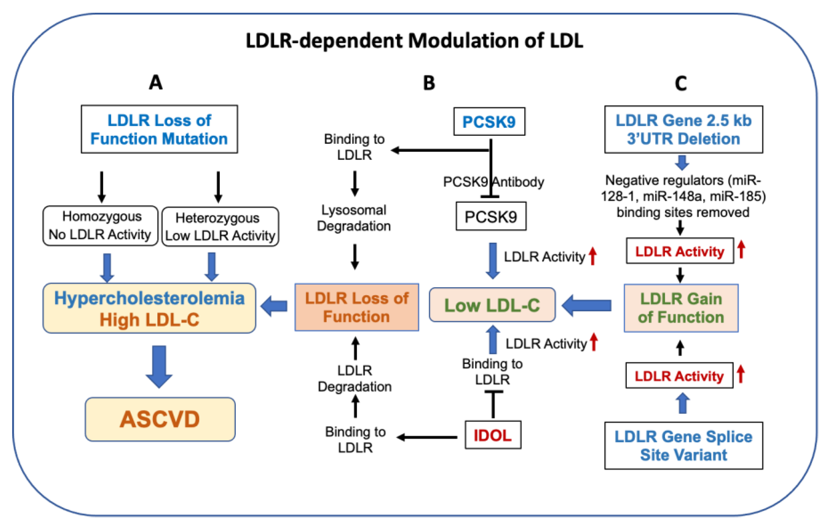 The Main Regulator Of Blood Cholesterol Levels Is Cells | Free Full-Text | A Review of Progress on Targeting LDL Receptor
