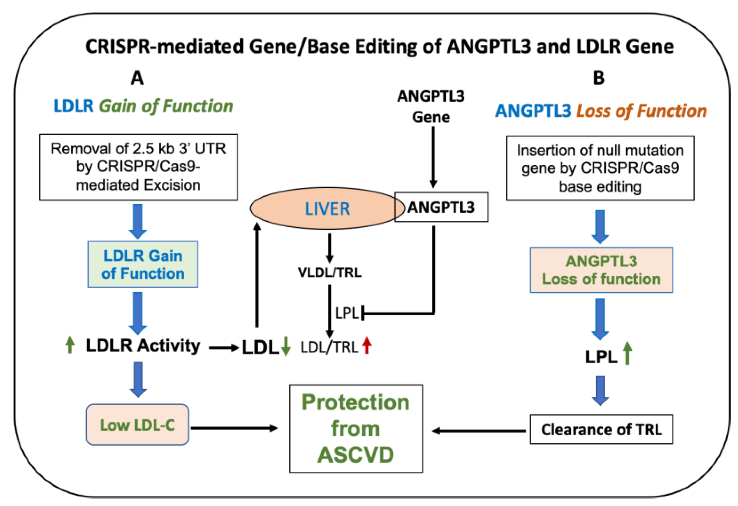 Cells 12 01648 g005 Cells 12 01648 g005