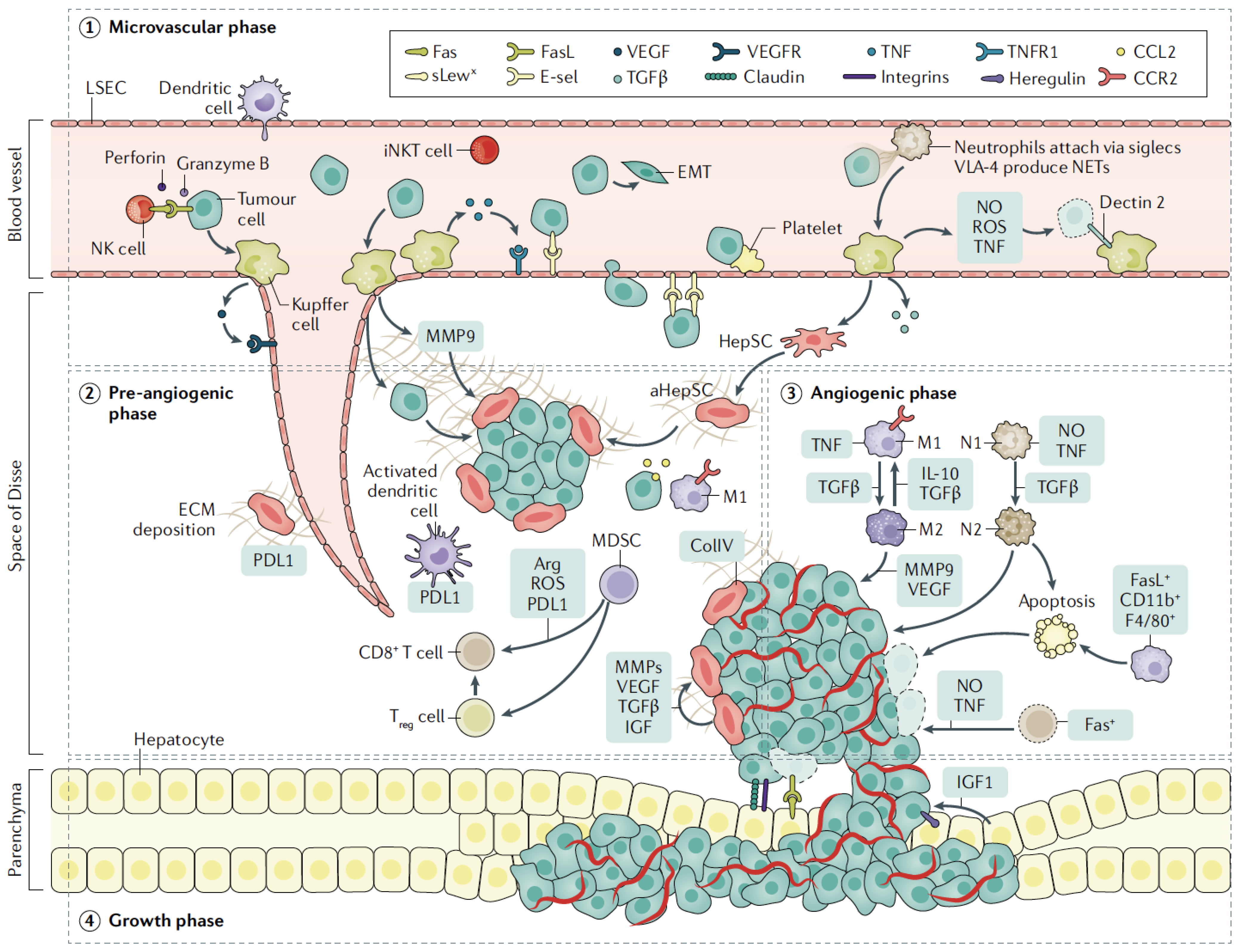 Cells 12 01657 g001 Cells 12 01657 g001