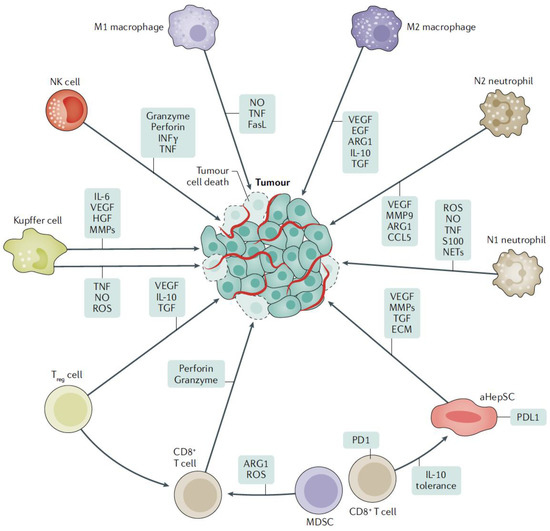 Molecular Mechanisms of Colorectal Liver Metastases
