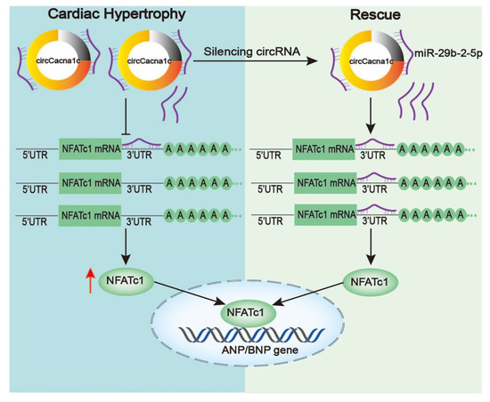 Surface-engineered bio-manufactured gas vesicles for