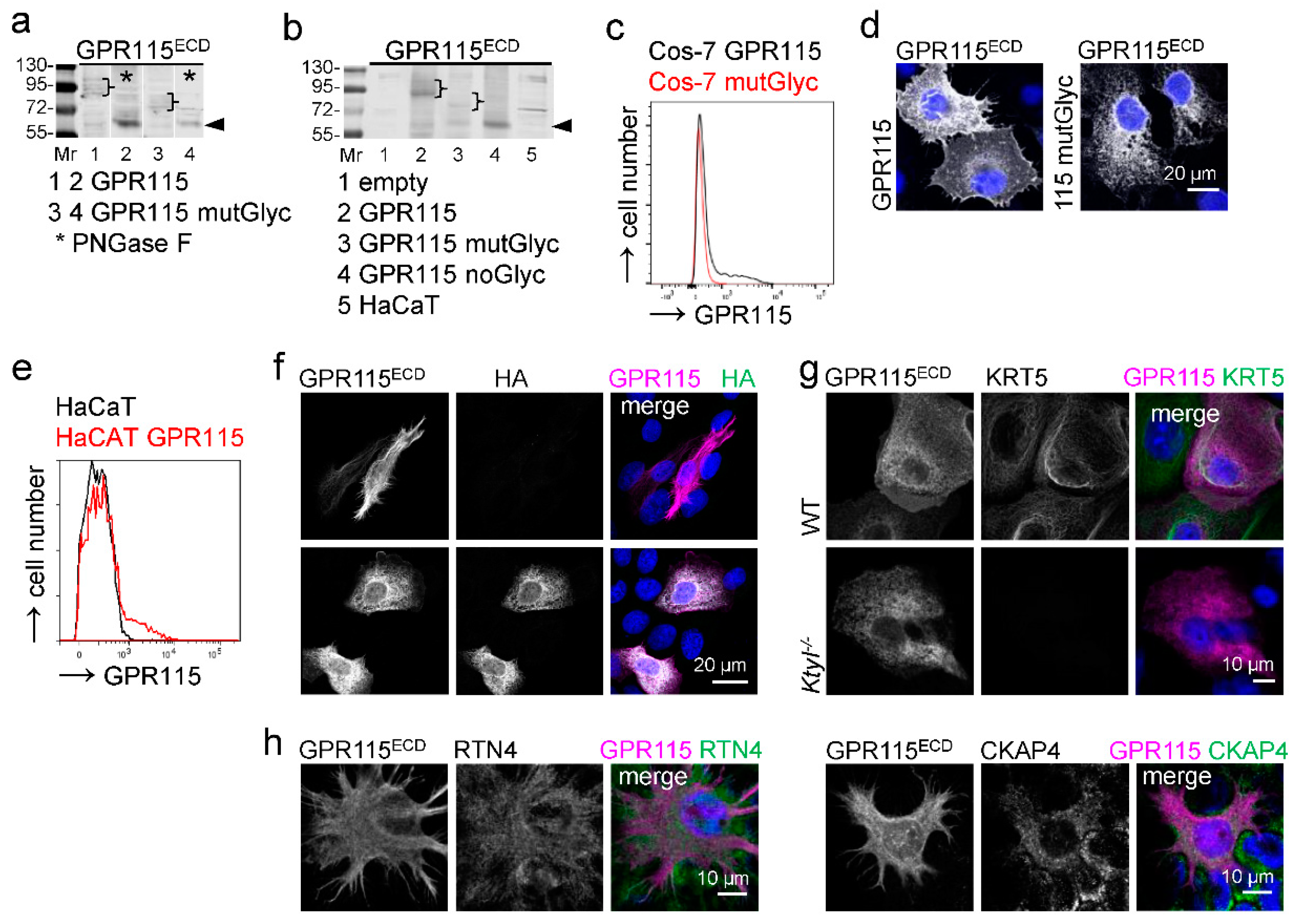 Cells 12 01677 g006 550