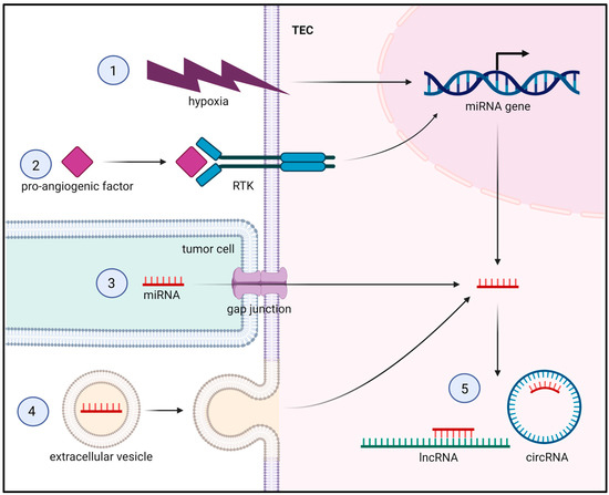 MicroRNAs in Tumor Endothelial Cells: Regulation, Function and ...