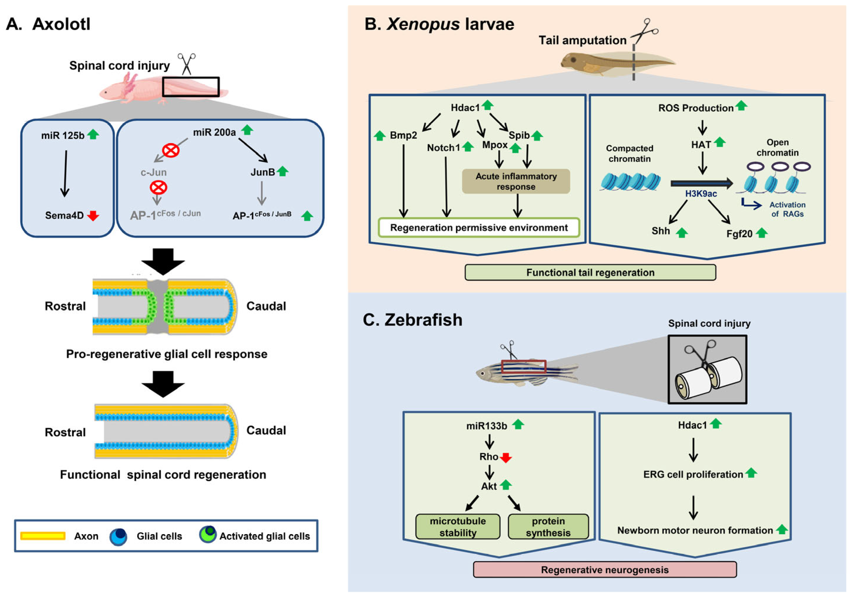 Cells 12 01694 g001 Cells 12 01694 g001
