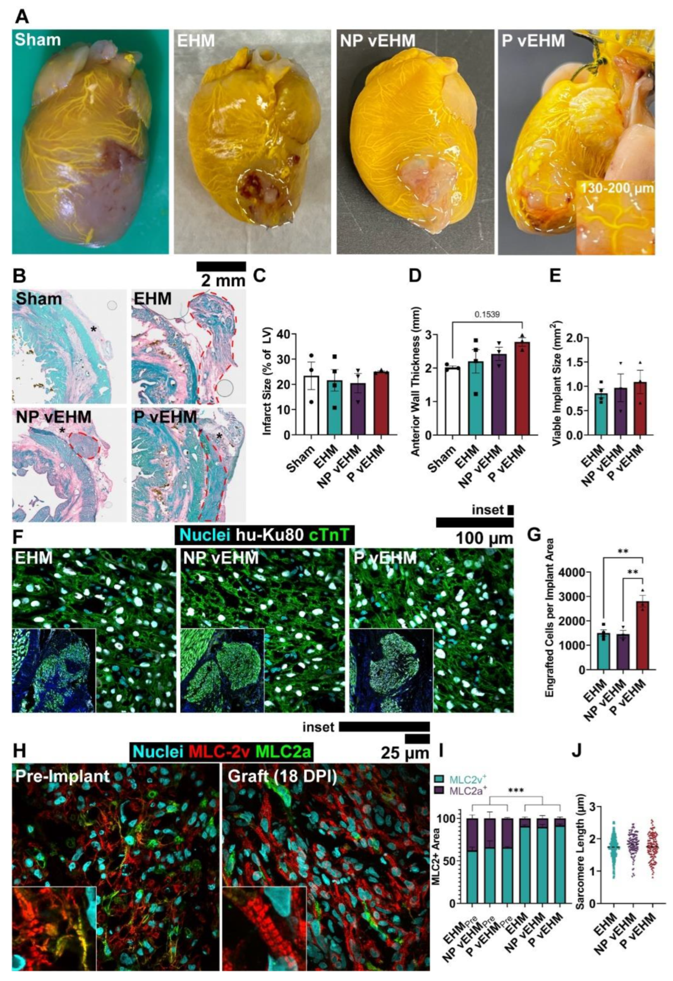 Cells 12 01698 g005 Cells 12 01698 g005
