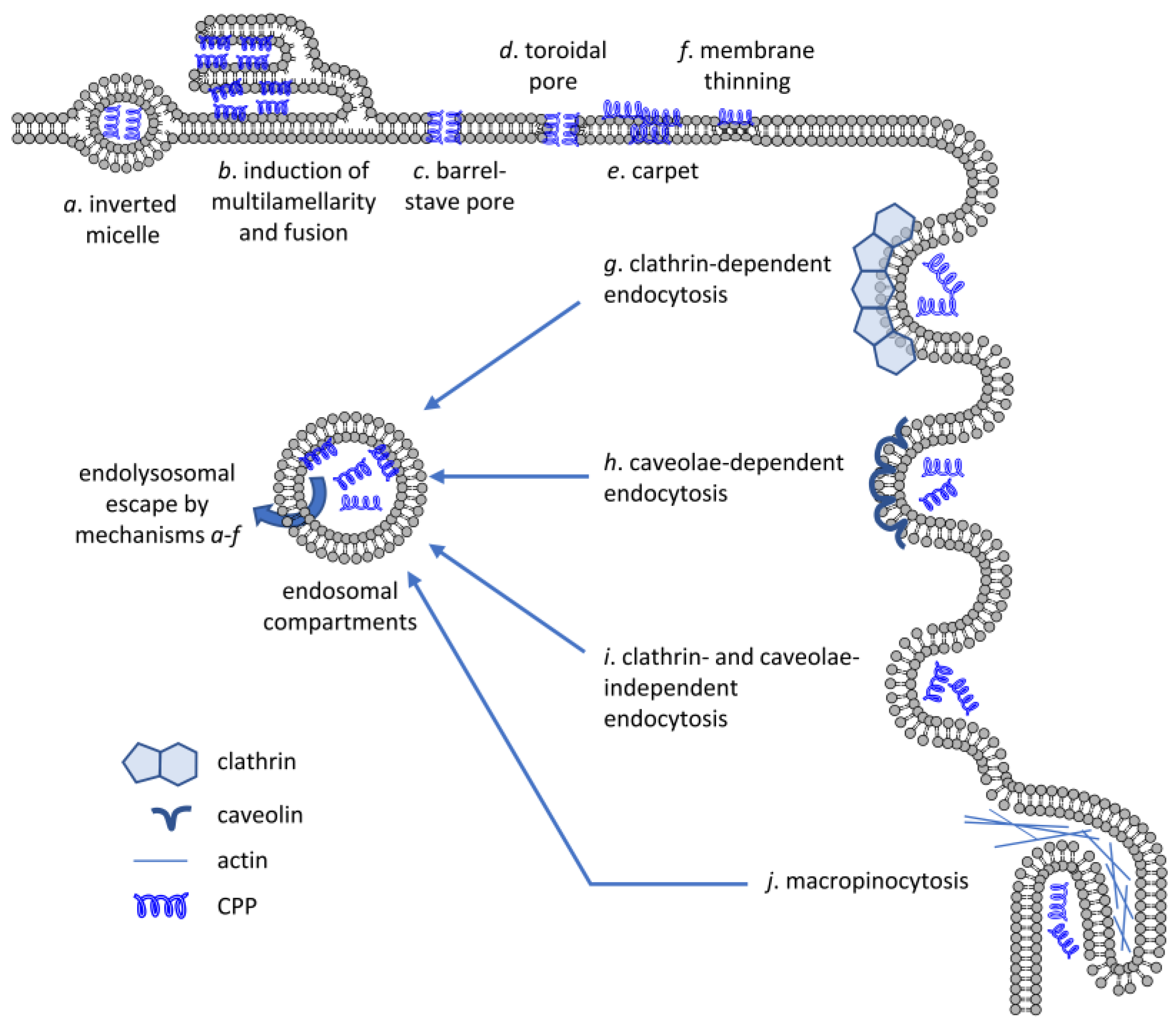 Cells 12 01700 g002 Cells 12 01700 g002