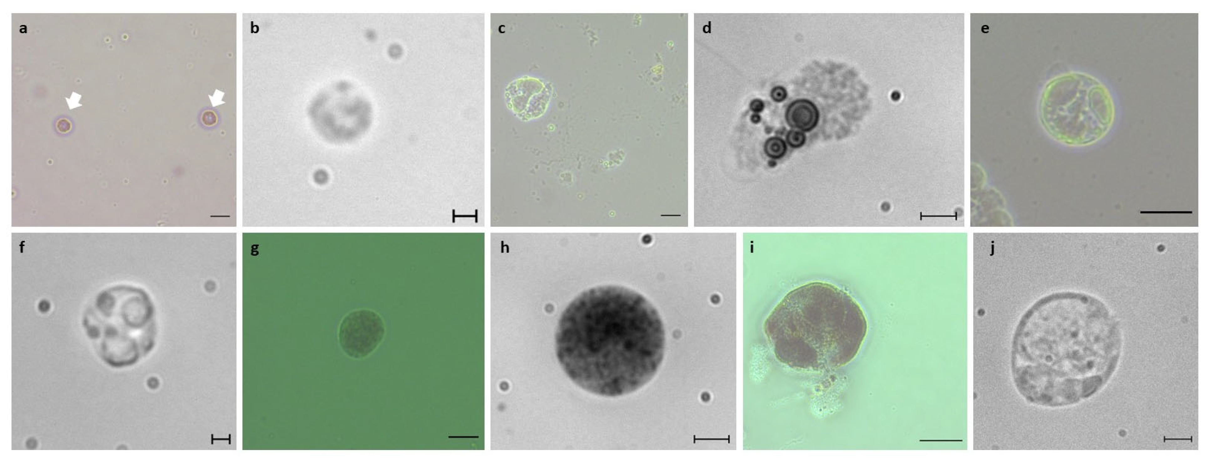 Cells 12 01709 g003 Cells 12 01709 g003