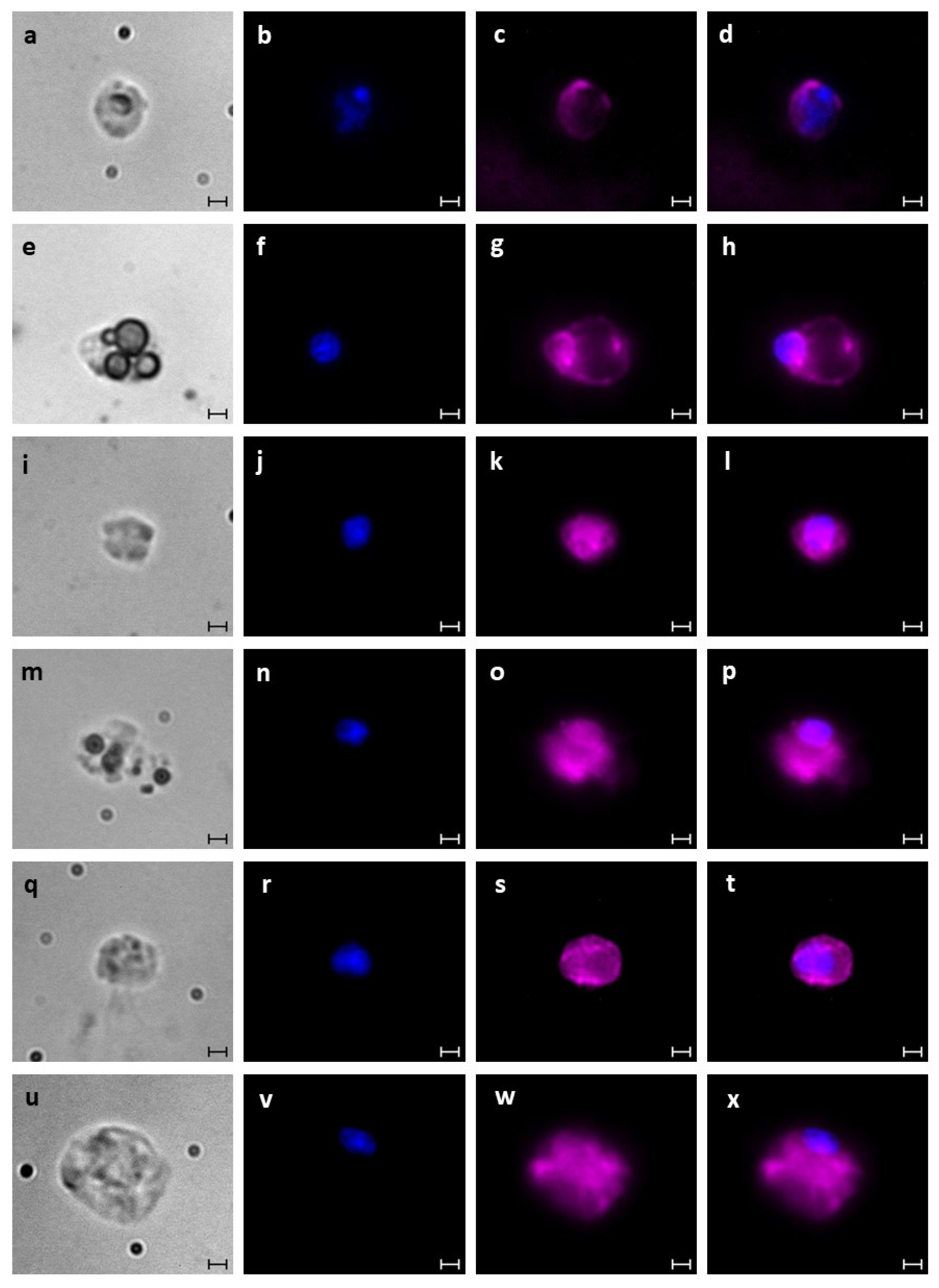 Cells 12 01709 g005 Cells 12 01709 g005