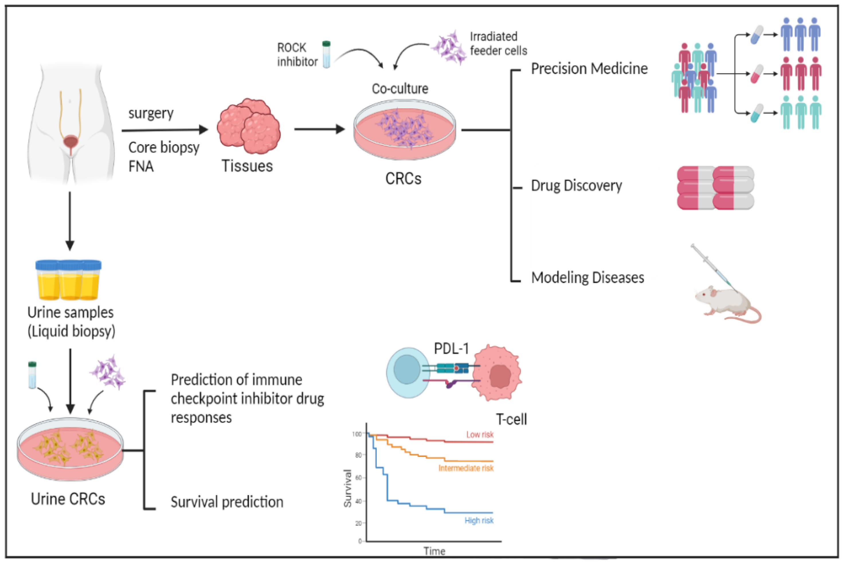 Cells Free Full-Text Conditional Reprogramming Modeling of Bladder Cancer for Clinical Translation