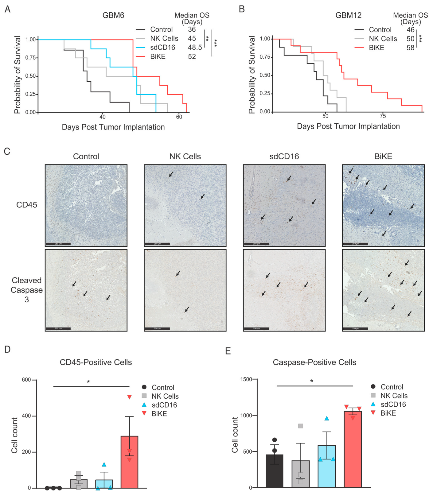 Cells 12 01716 g004 Cells 12 01716 g004