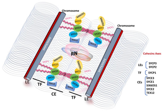 Cells | Free Full-Text | Synaptonemal Complex in Human Biology and Disease