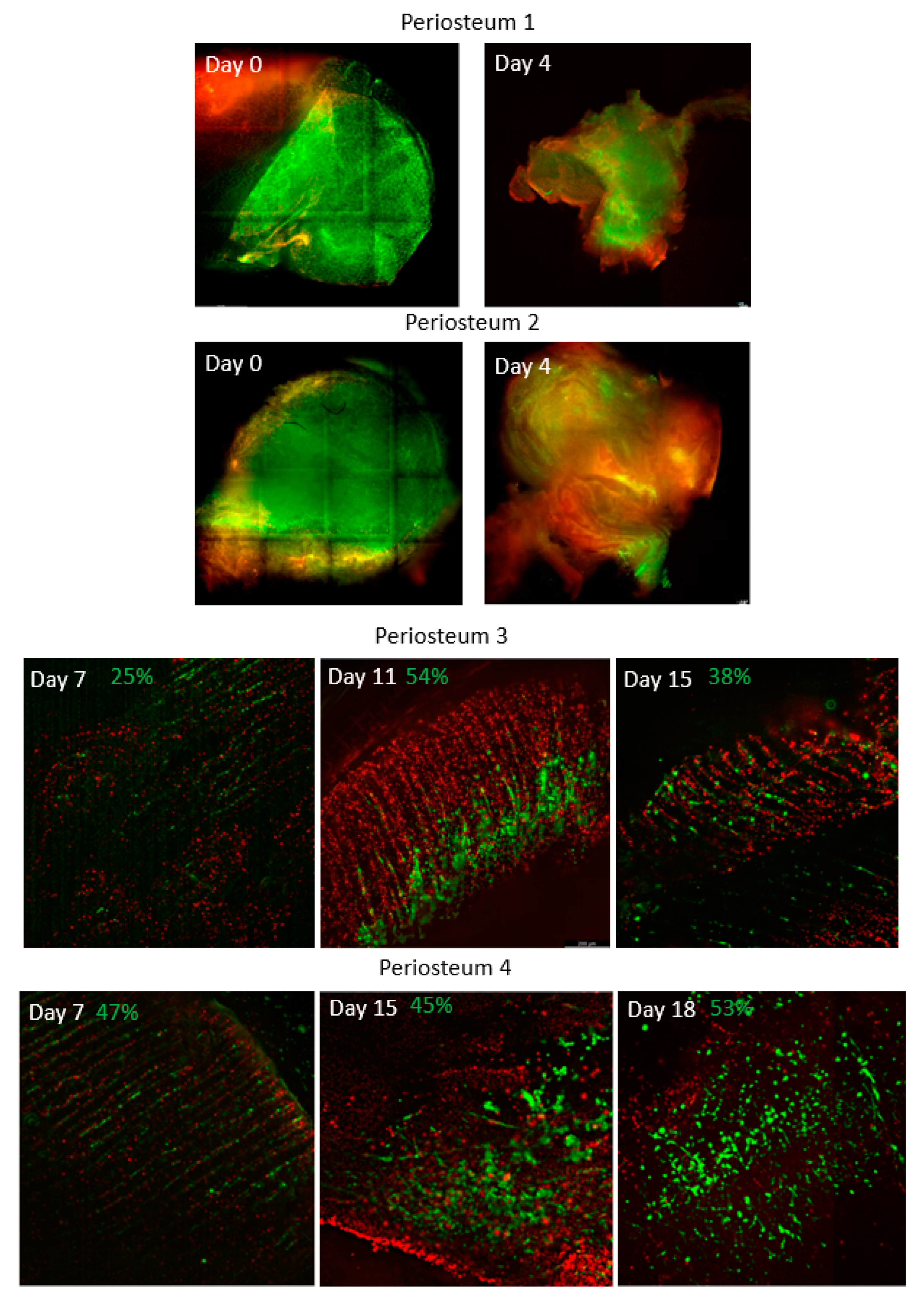 Cells 12 01724 g002a