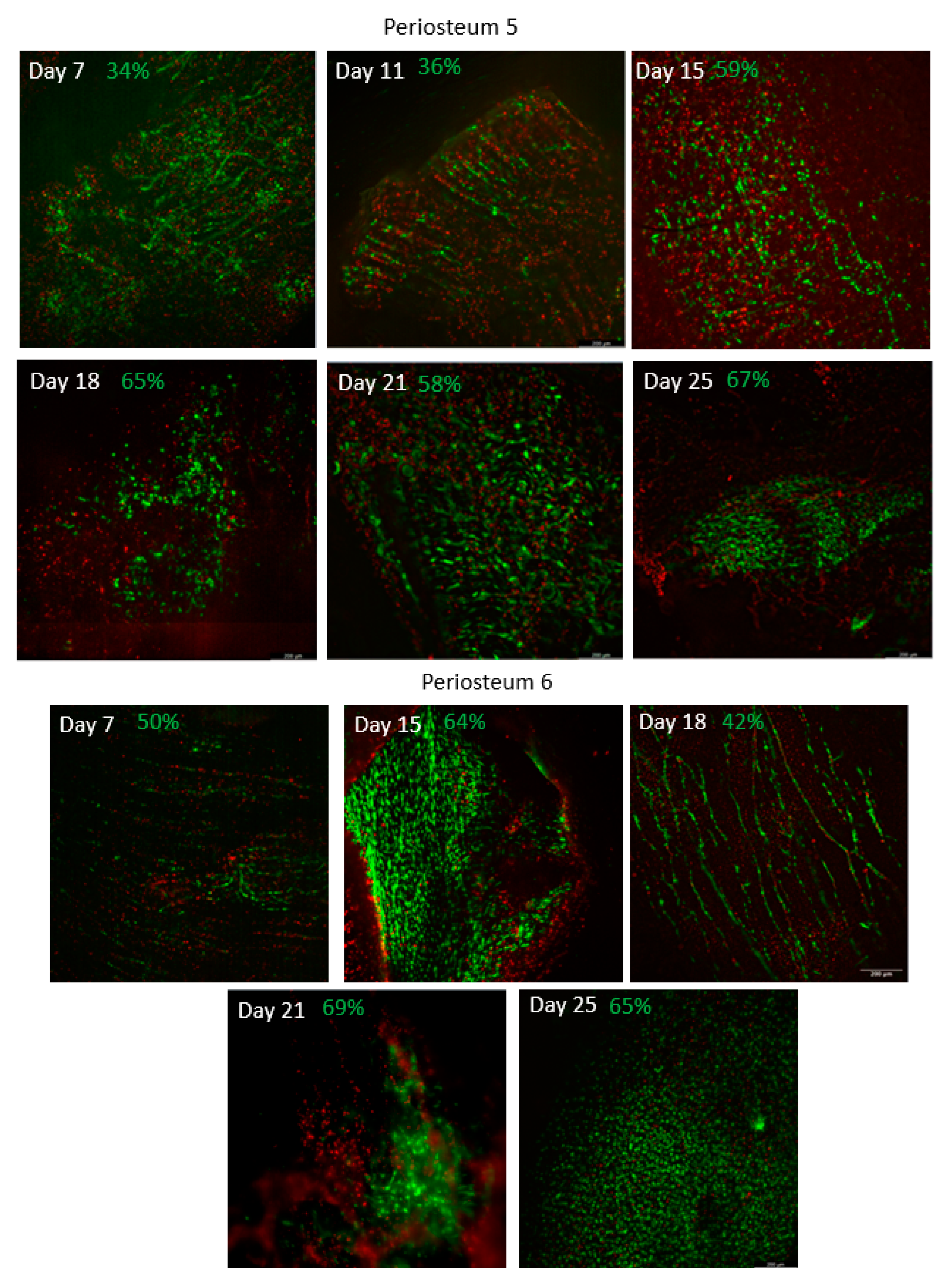 Cells 12 01724 g002b