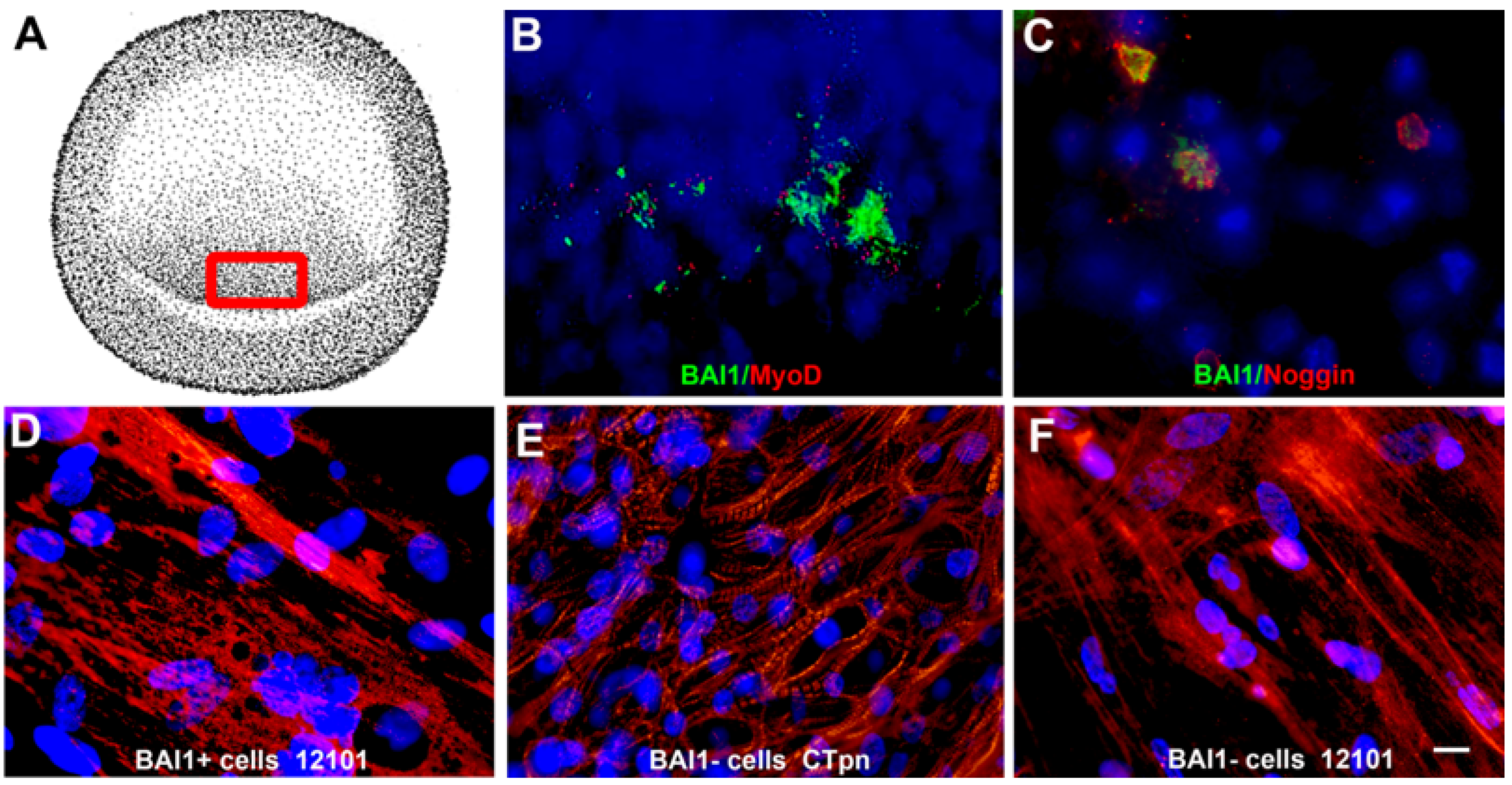 Cells 12 01725 g001 Cells 12 01725 g001