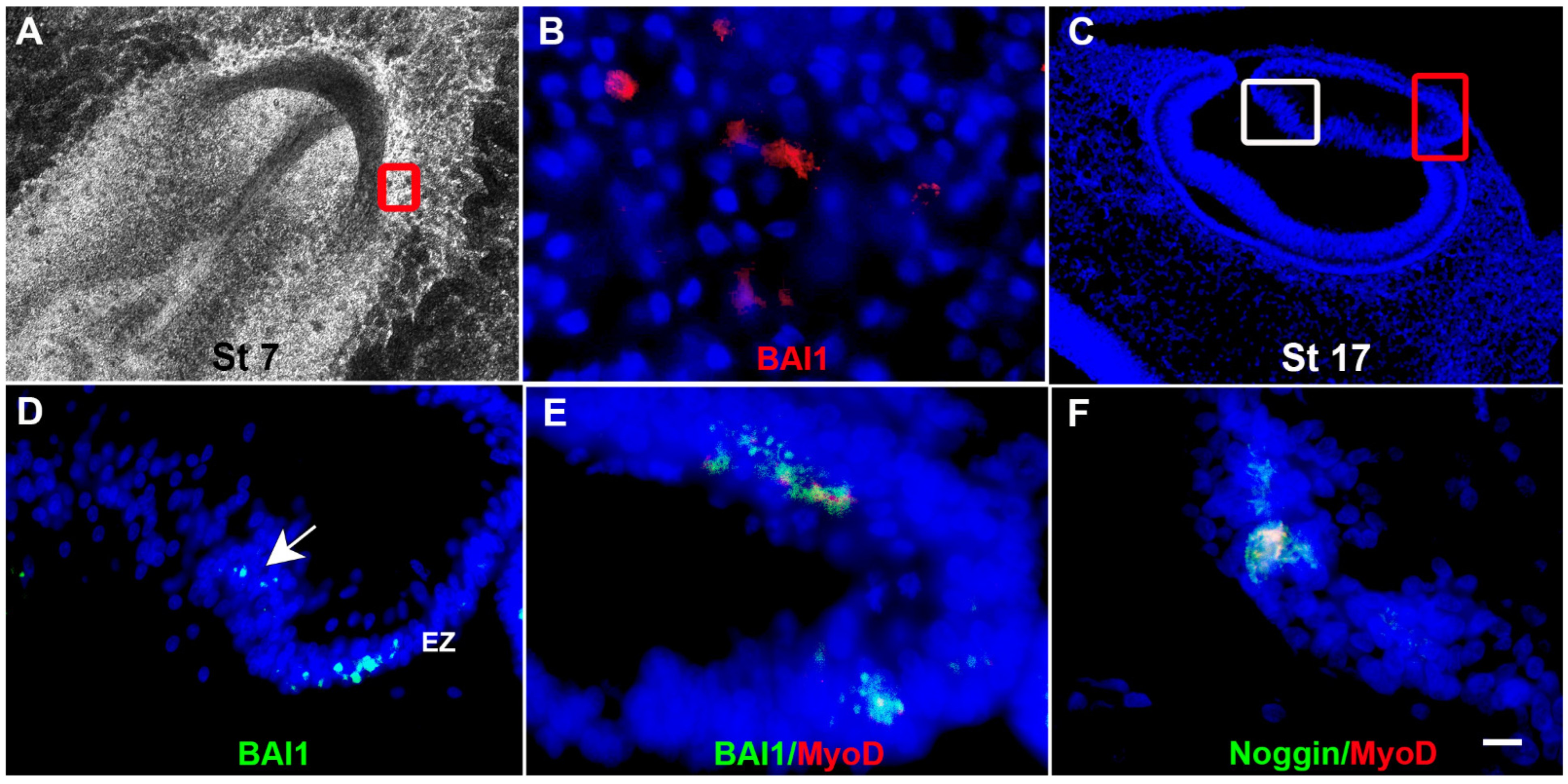 Cells 12 01725 g002 Cells 12 01725 g002