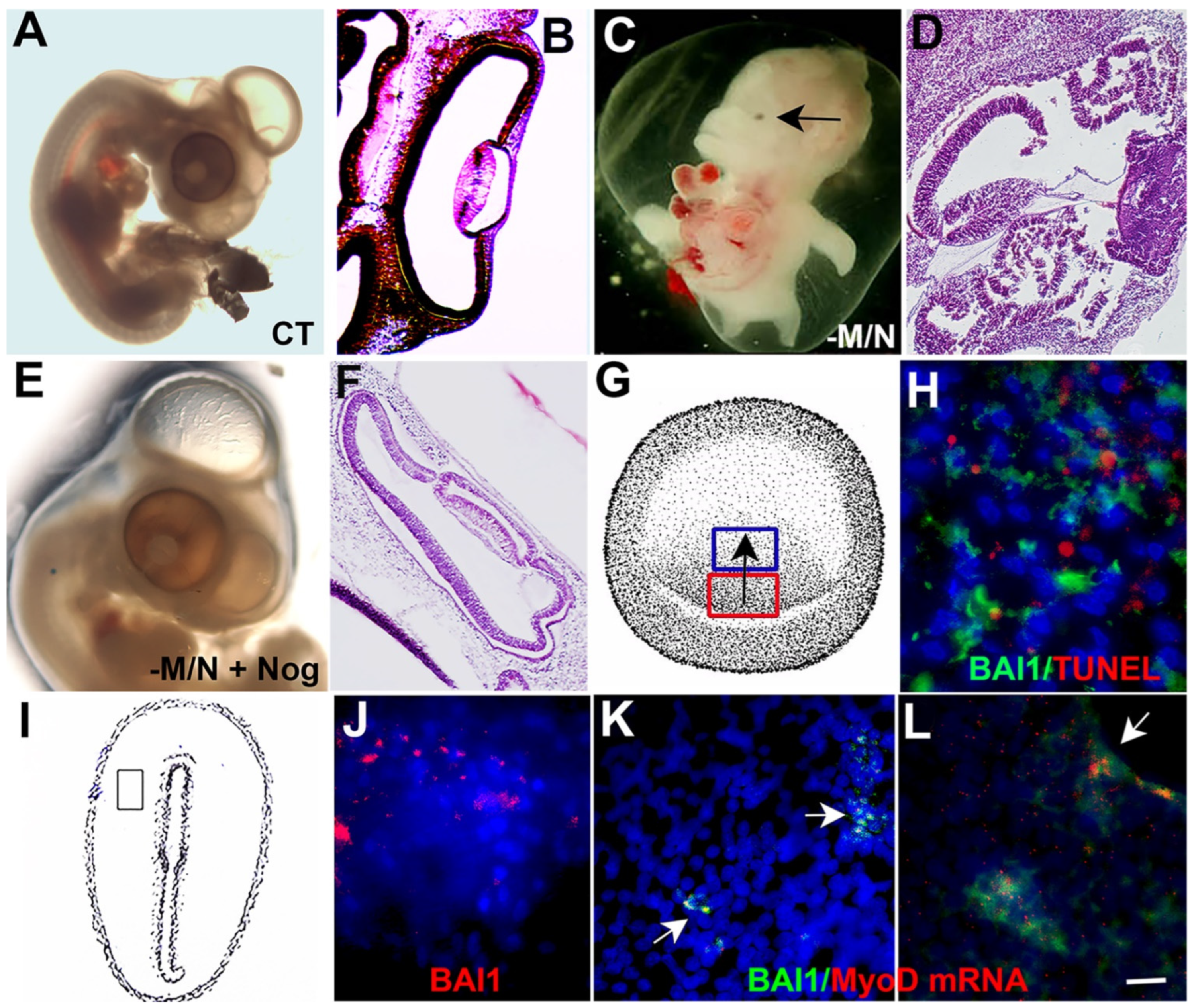 Cells 12 01725 g003 Cells 12 01725 g003