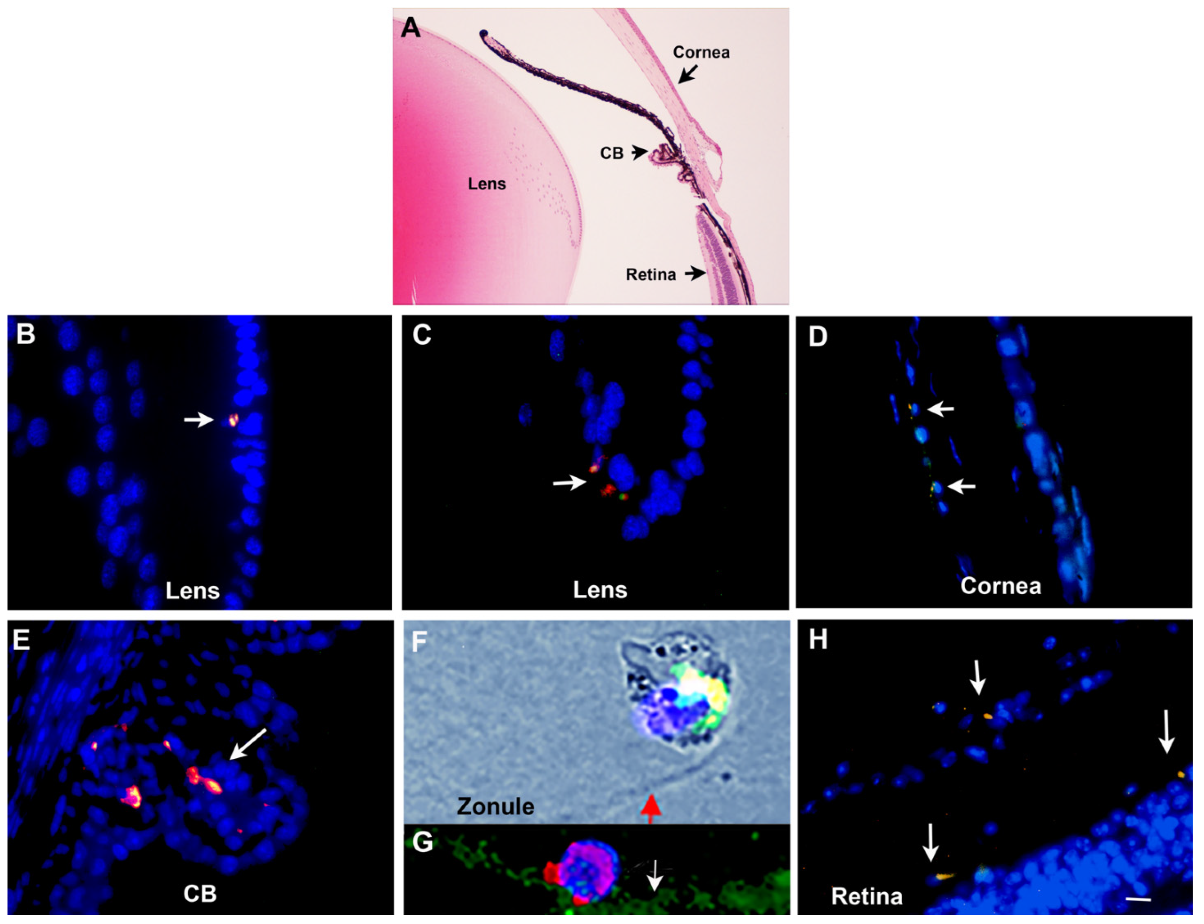 Cells 12 01725 g004 Cells 12 01725 g004