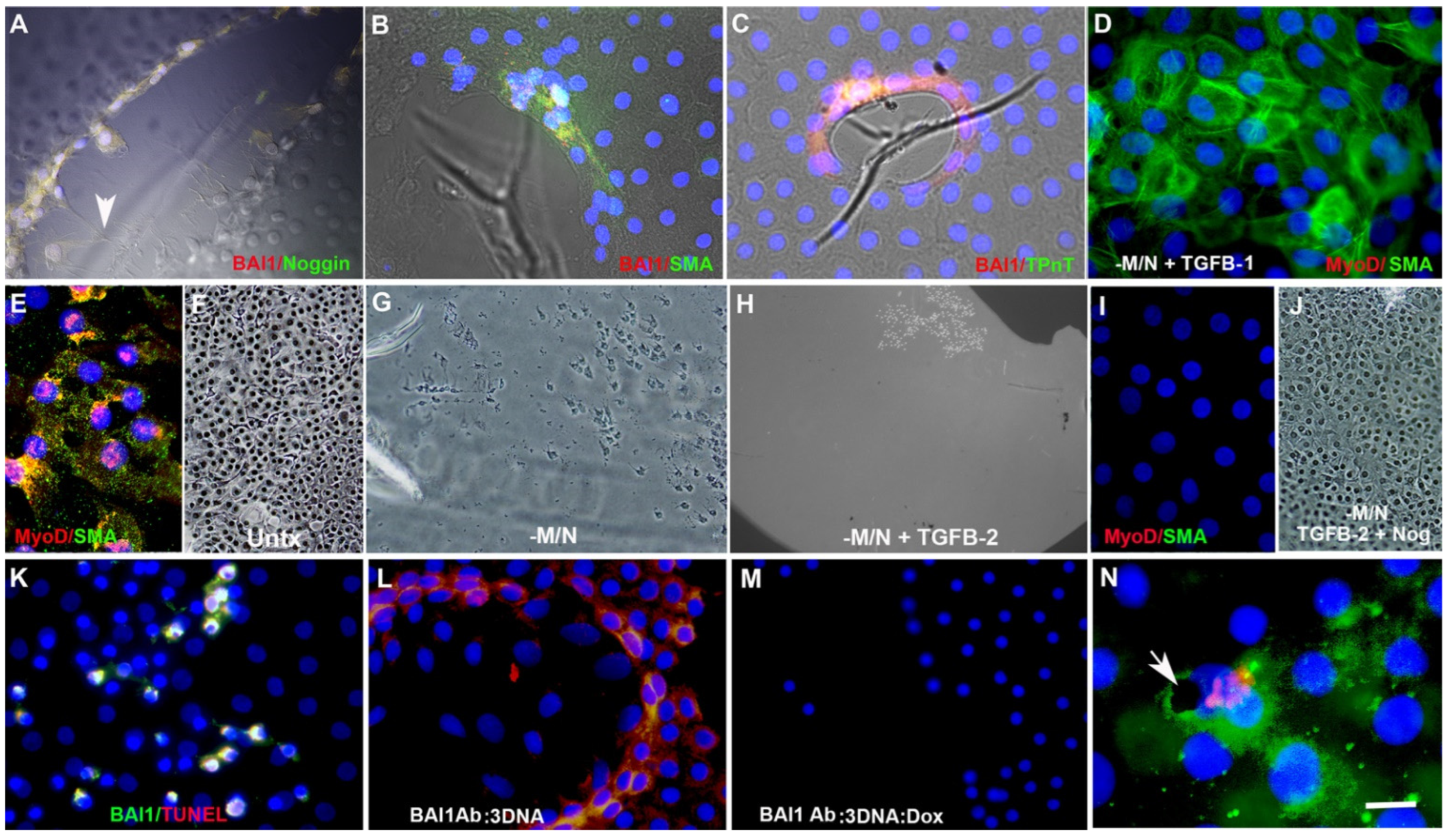 Cells 12 01725 g005 Cells 12 01725 g005