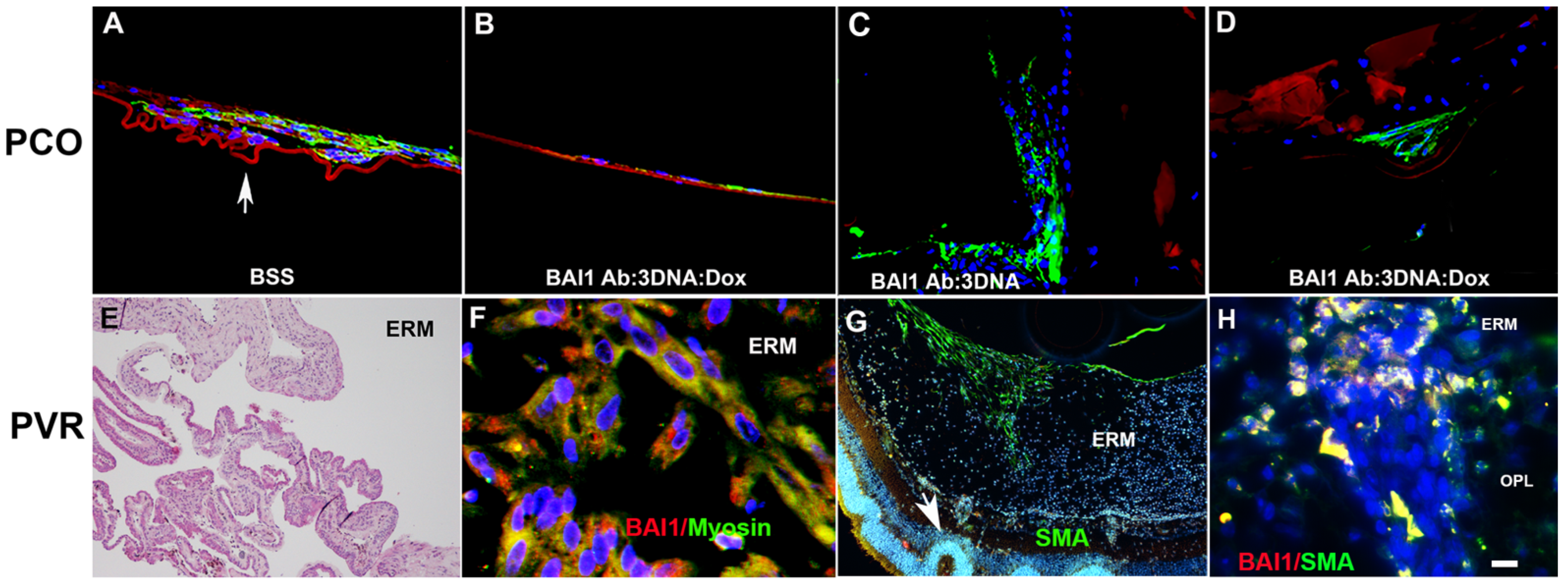 Cells 12 01725 g006 Cells 12 01725 g006