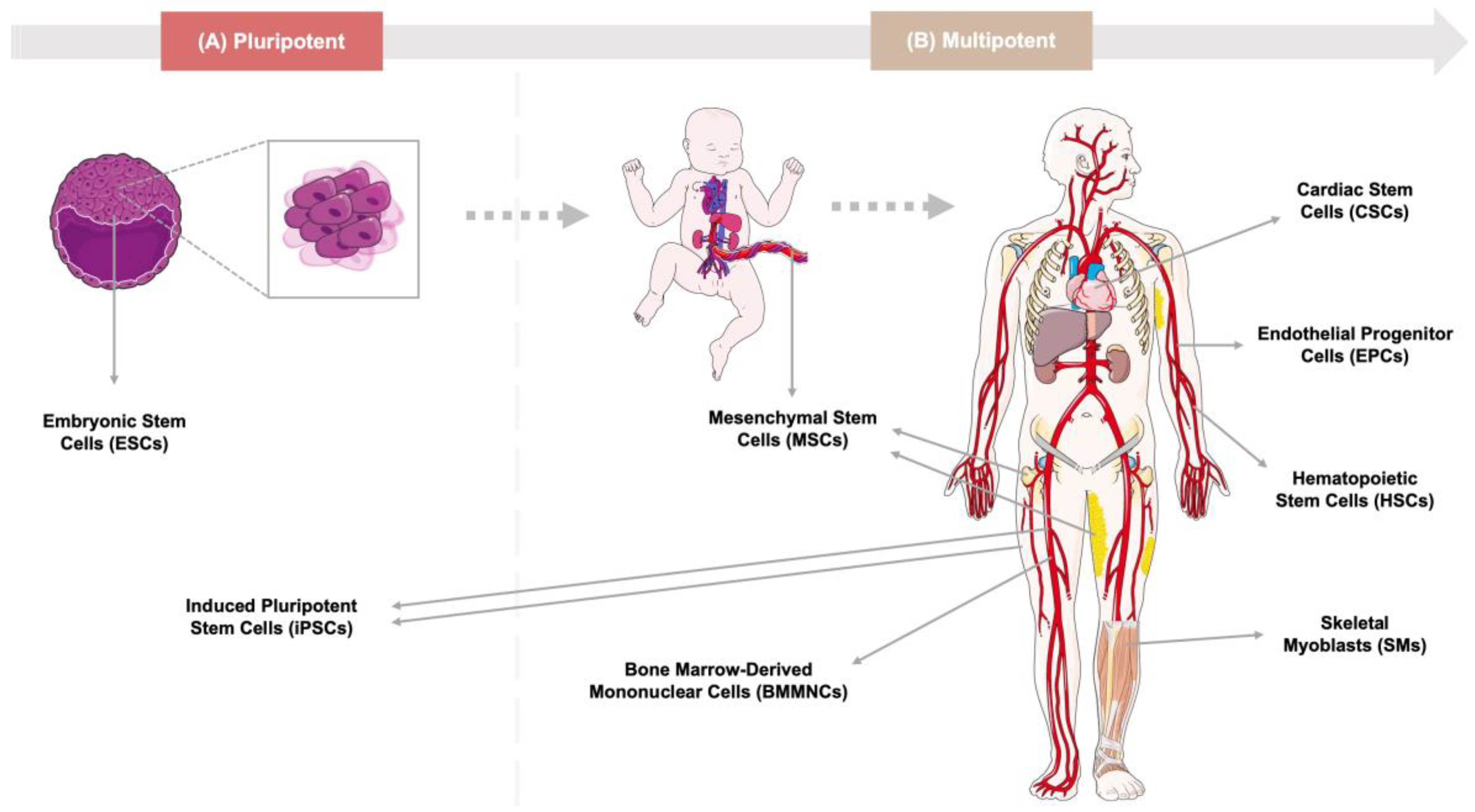 And Now for the Important Stem Cell Work: Increasing Bra Cup Size