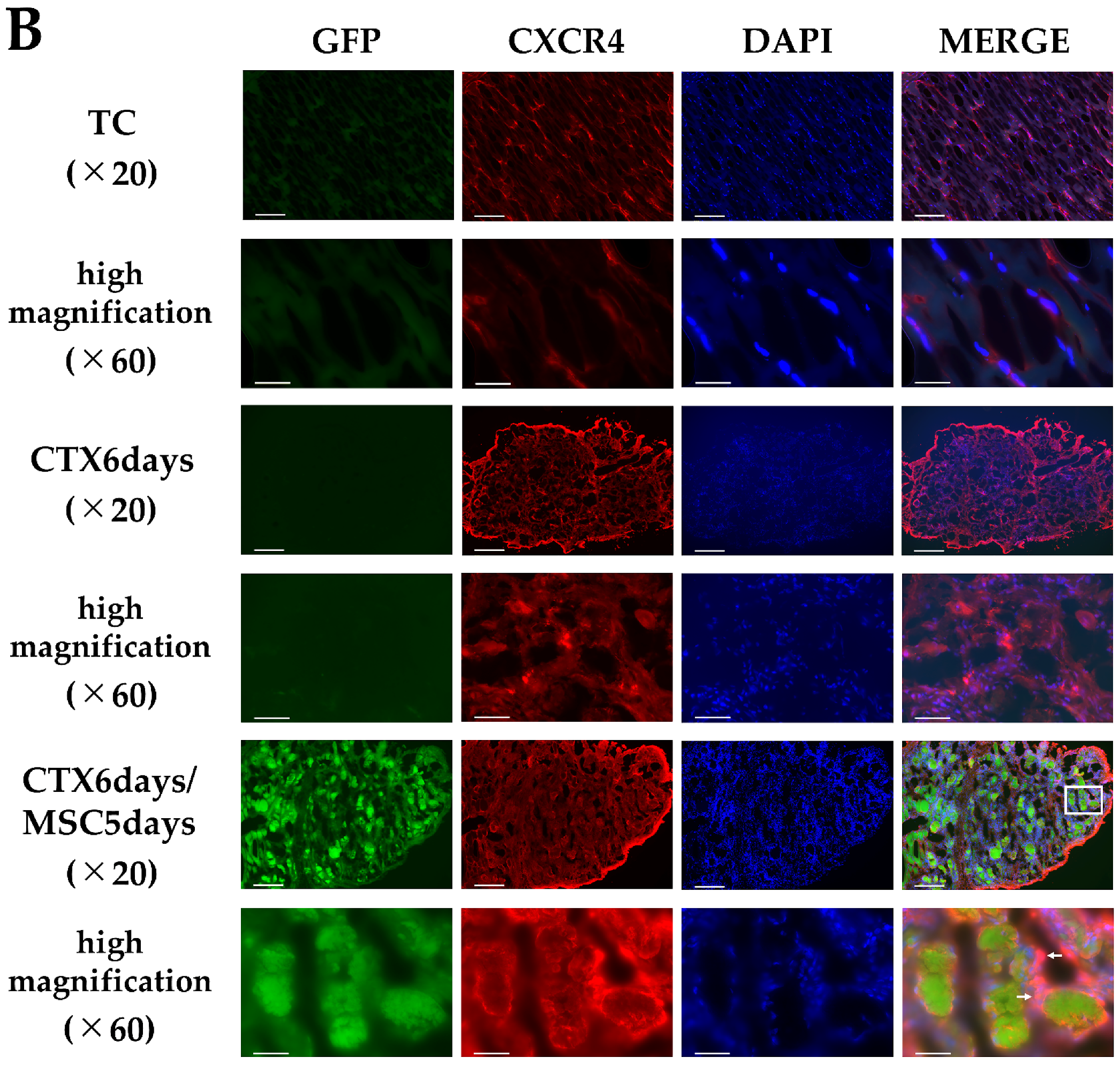 Cells 12 01729 g003b