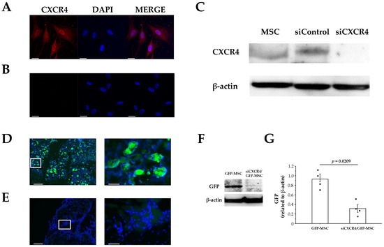 Efficacy of Rectal Systemic Administration of Mesenchymal Stem Cells to ...