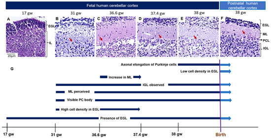 Pleiotrophin and the Expression of Its Receptors during Development of ...