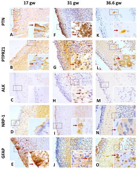 Pleiotrophin and the Expression of Its Receptors during Development of ...