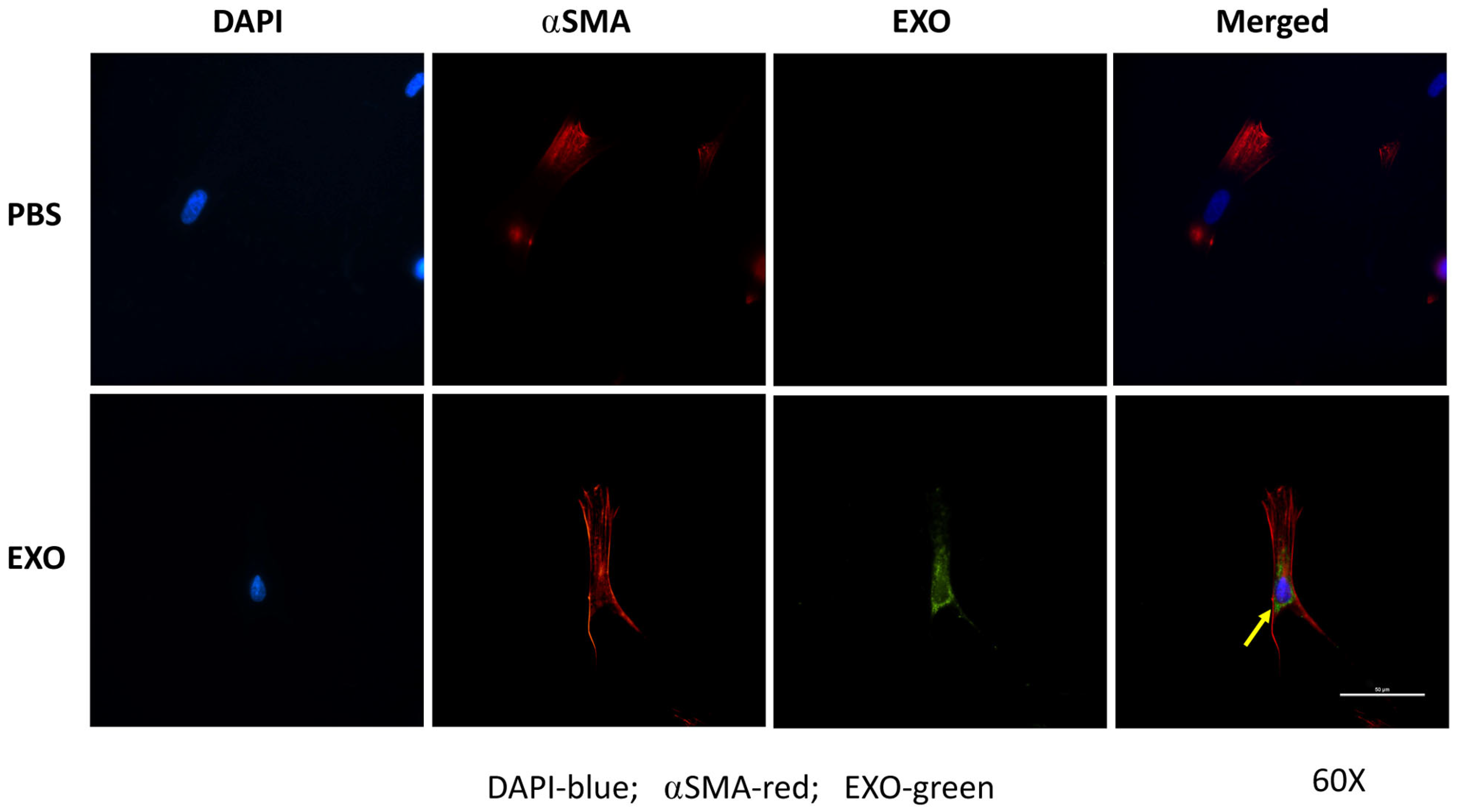 Cells 12 01738 g006 Cells 12 01738 g006