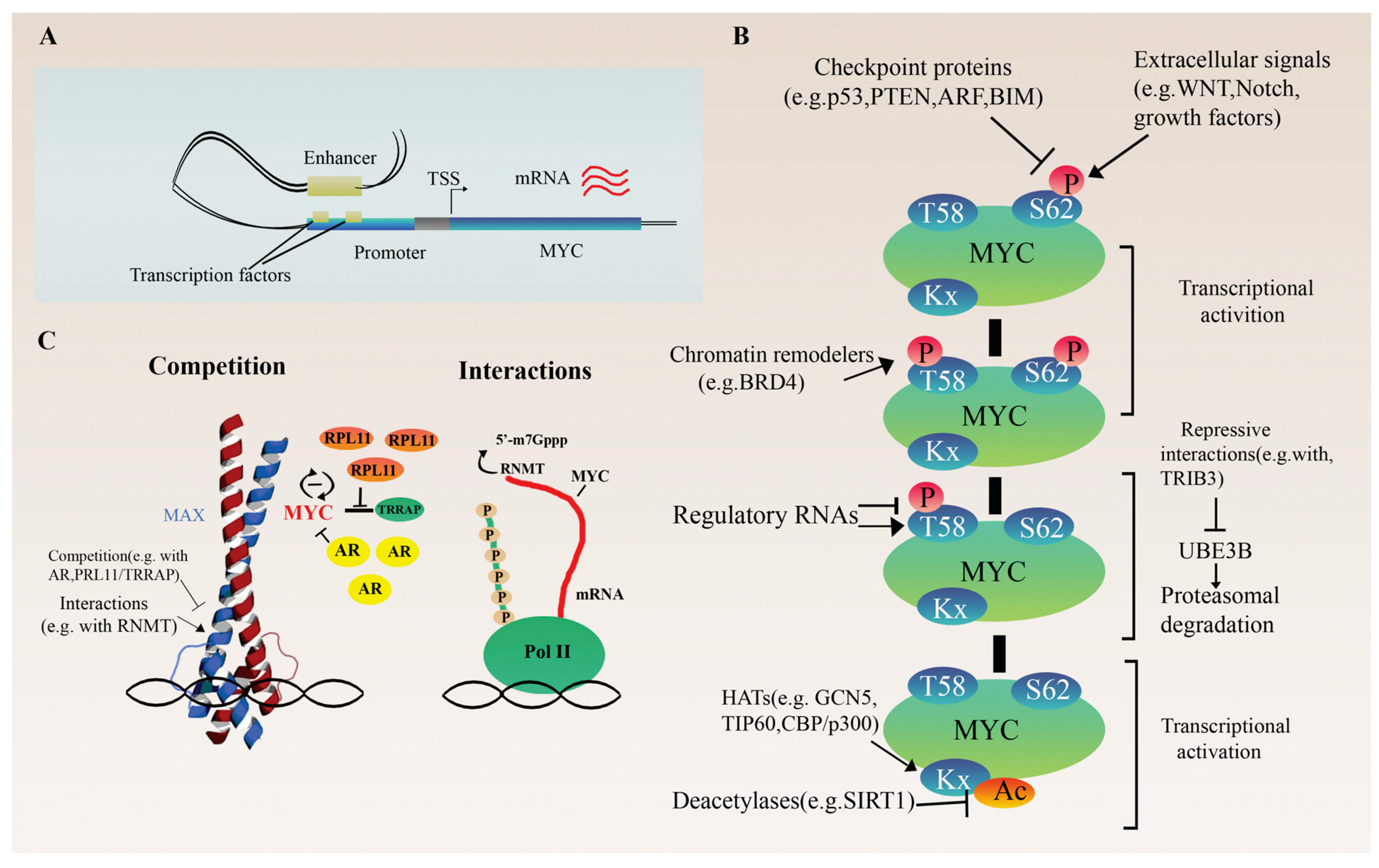 Cells 12 01745 g001 Cells 12 01745 g001