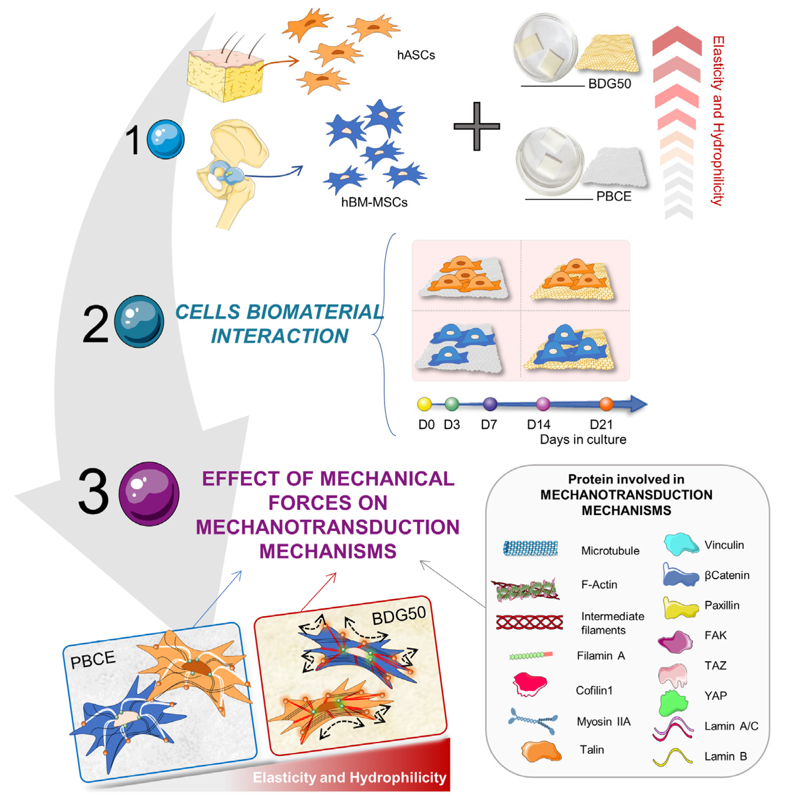 Cells 12 01746 g002 Cells 12 01746 g002