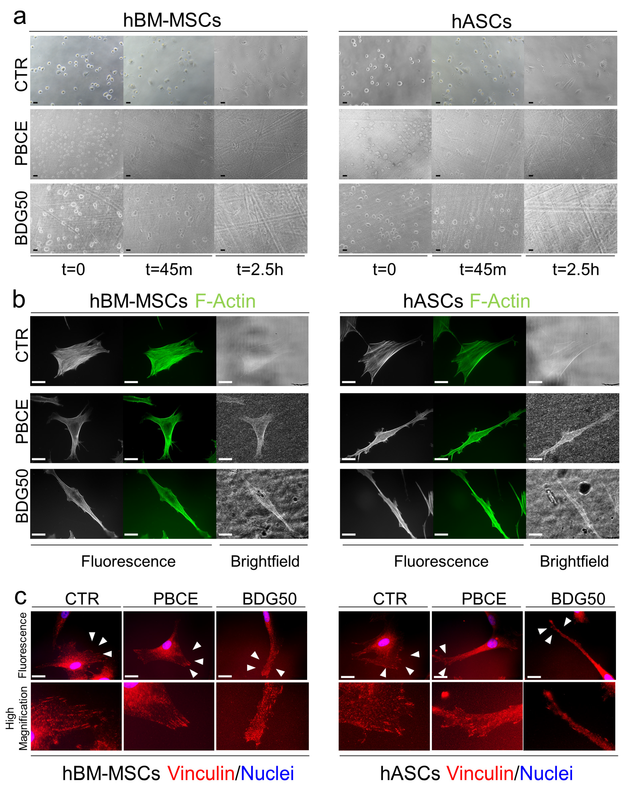 Cells 12 01746 g004 Cells 12 01746 g004