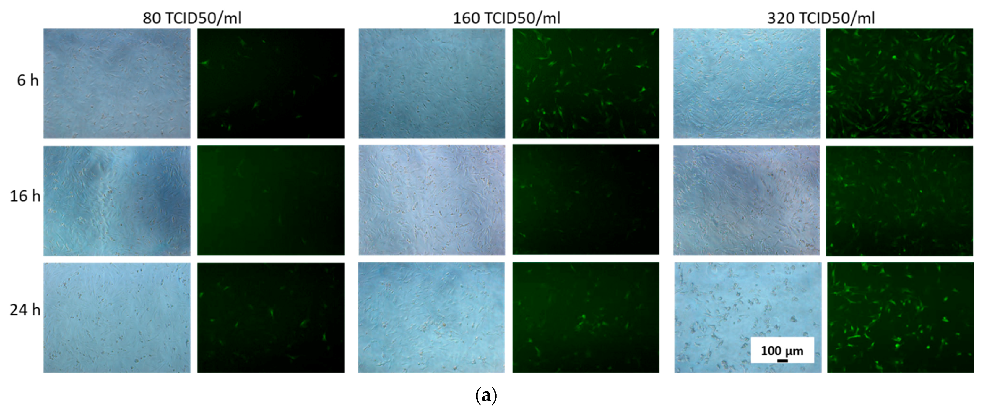 Cells 12 01762 g001a Cells 12 01762 g001a