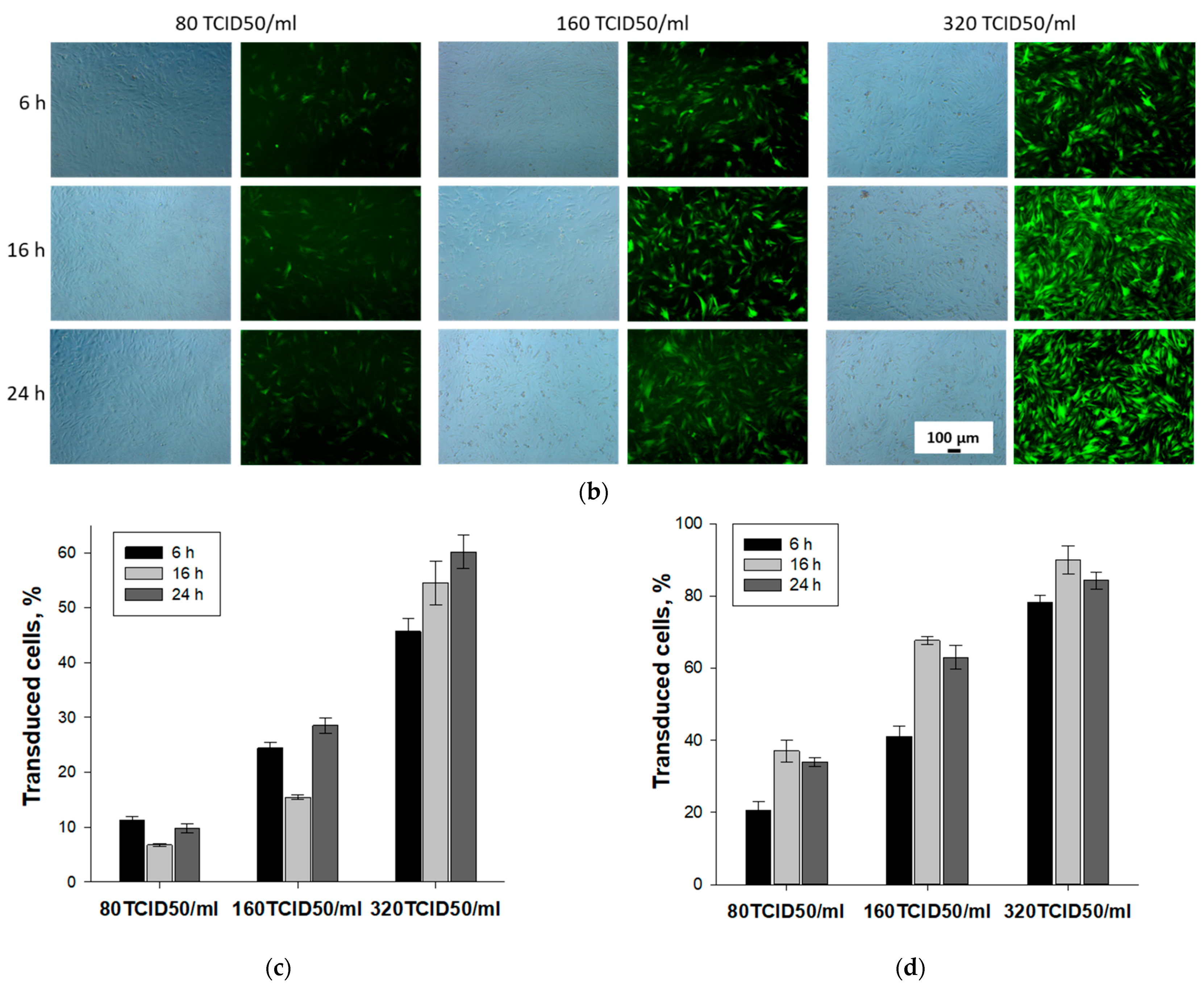 Cells 12 01762 g001b Cells 12 01762 g001b