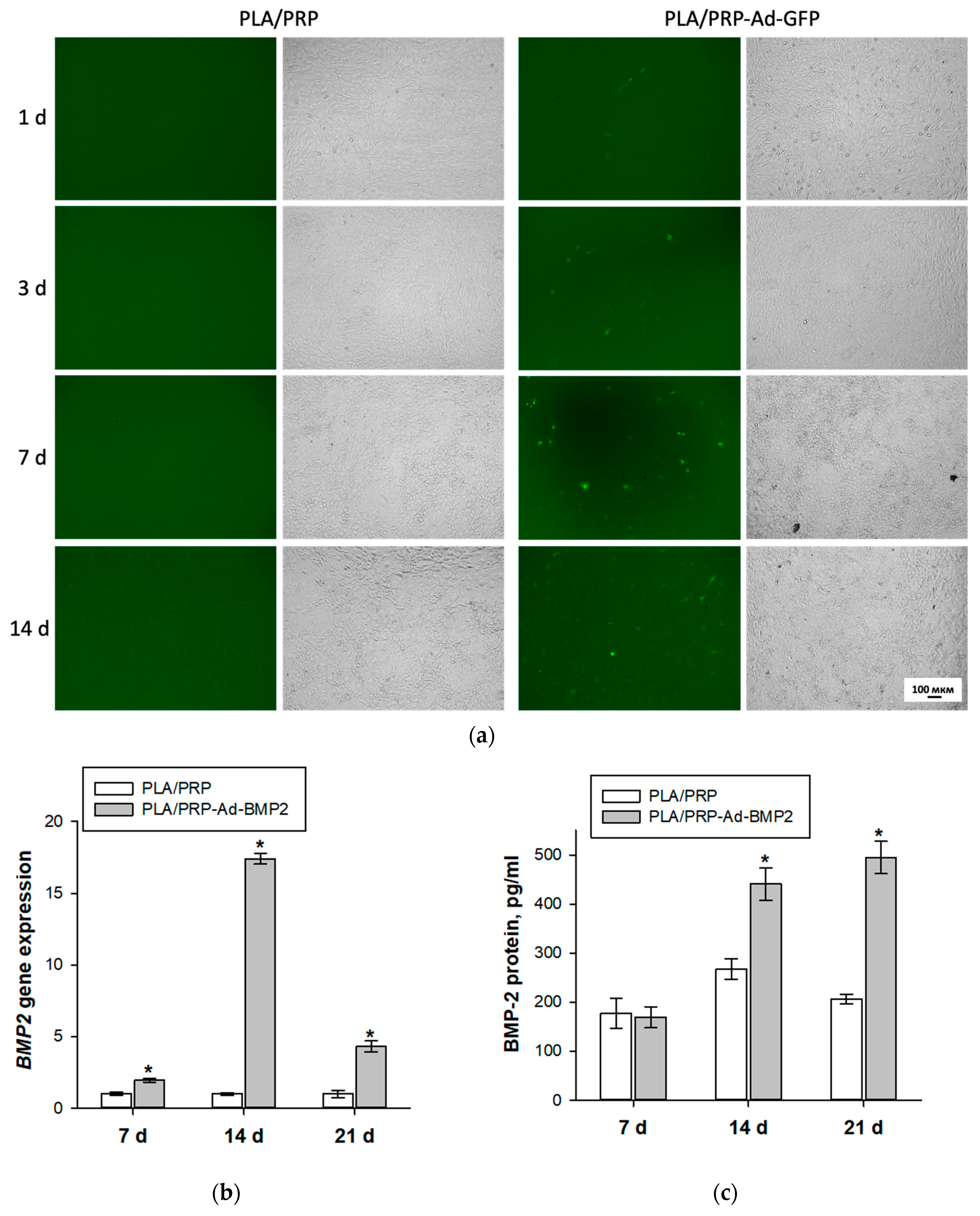 Cells 12 01762 g006 Cells 12 01762 g006