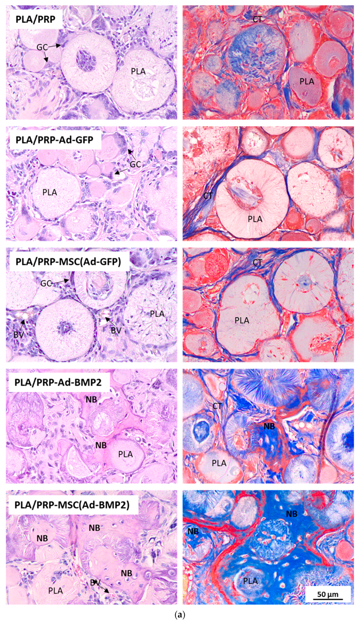 Cells 12 01762 g009a Cells 12 01762 g009a