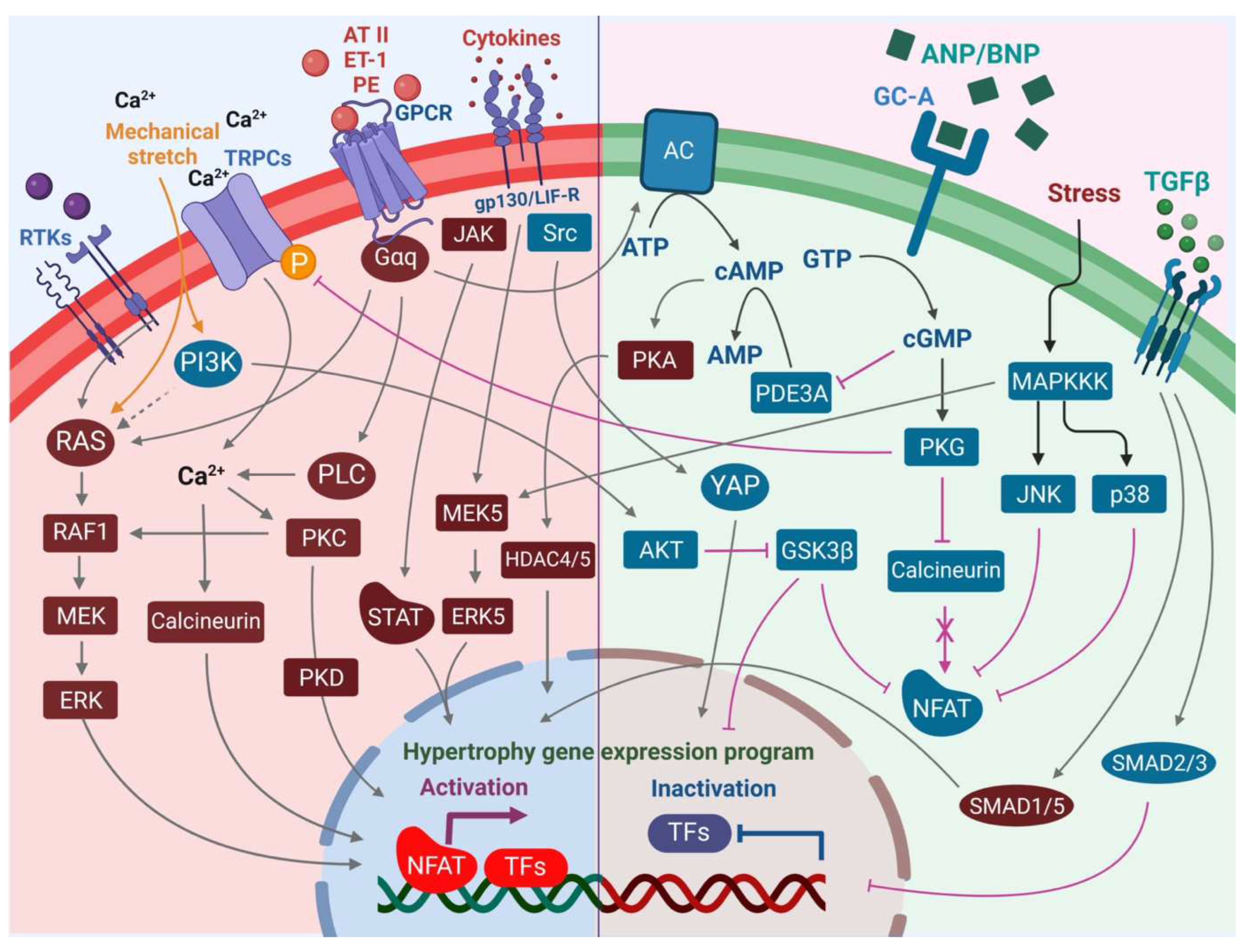 The Microenvironment of the Pathogenesis of Cardiac Hypertrophy