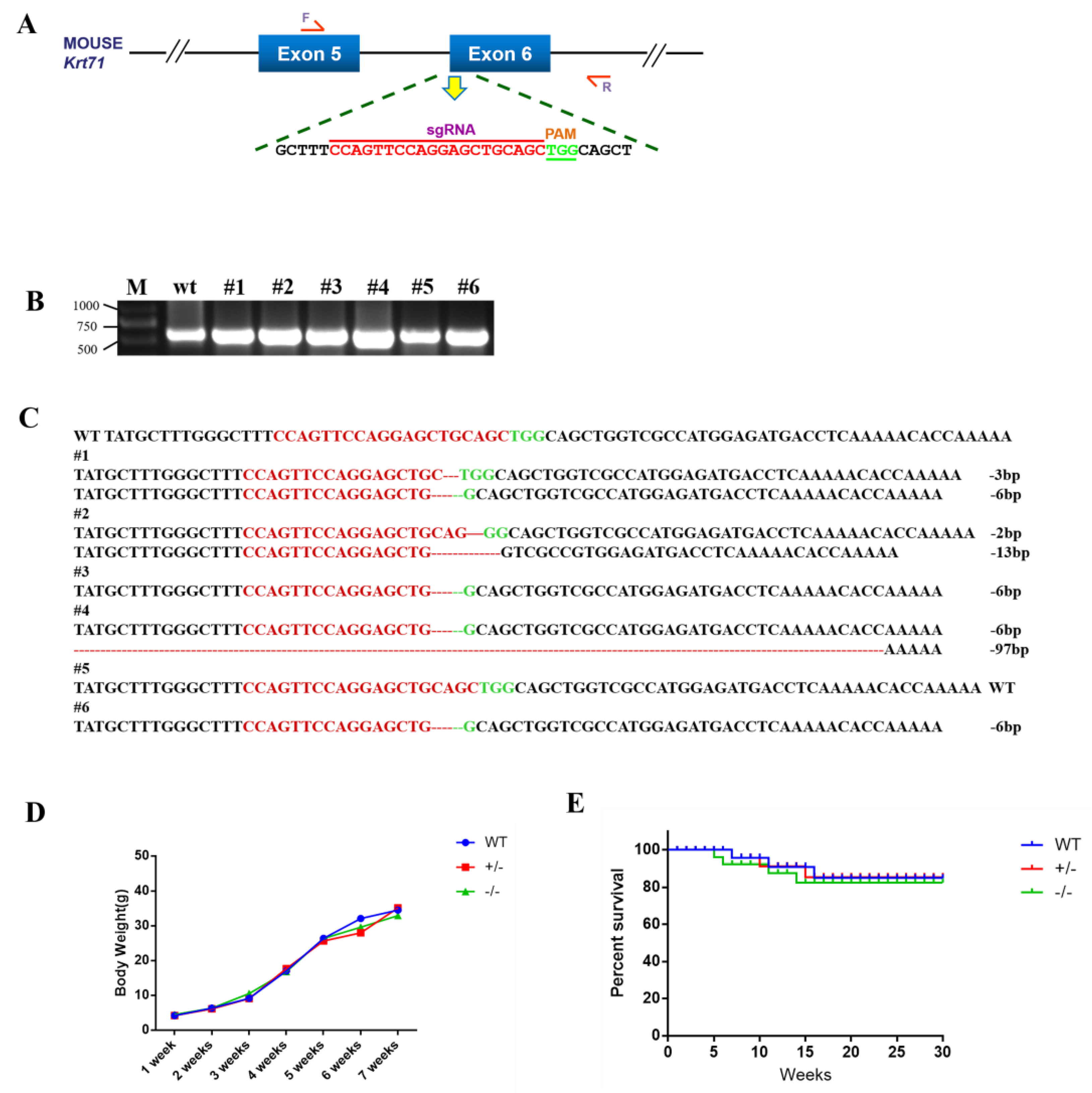 Development of Woolly Hair and Hairlessness in a CRISPR Development of Woolly Hair and Hairlessness in a CRISPR