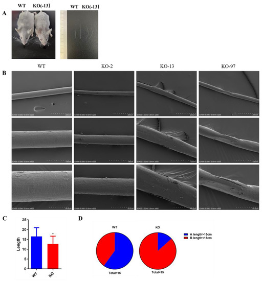 Development of Woolly Hair and Hairlessness in a CRISPR Development of Woolly Hair and Hairlessness in a CRISPR