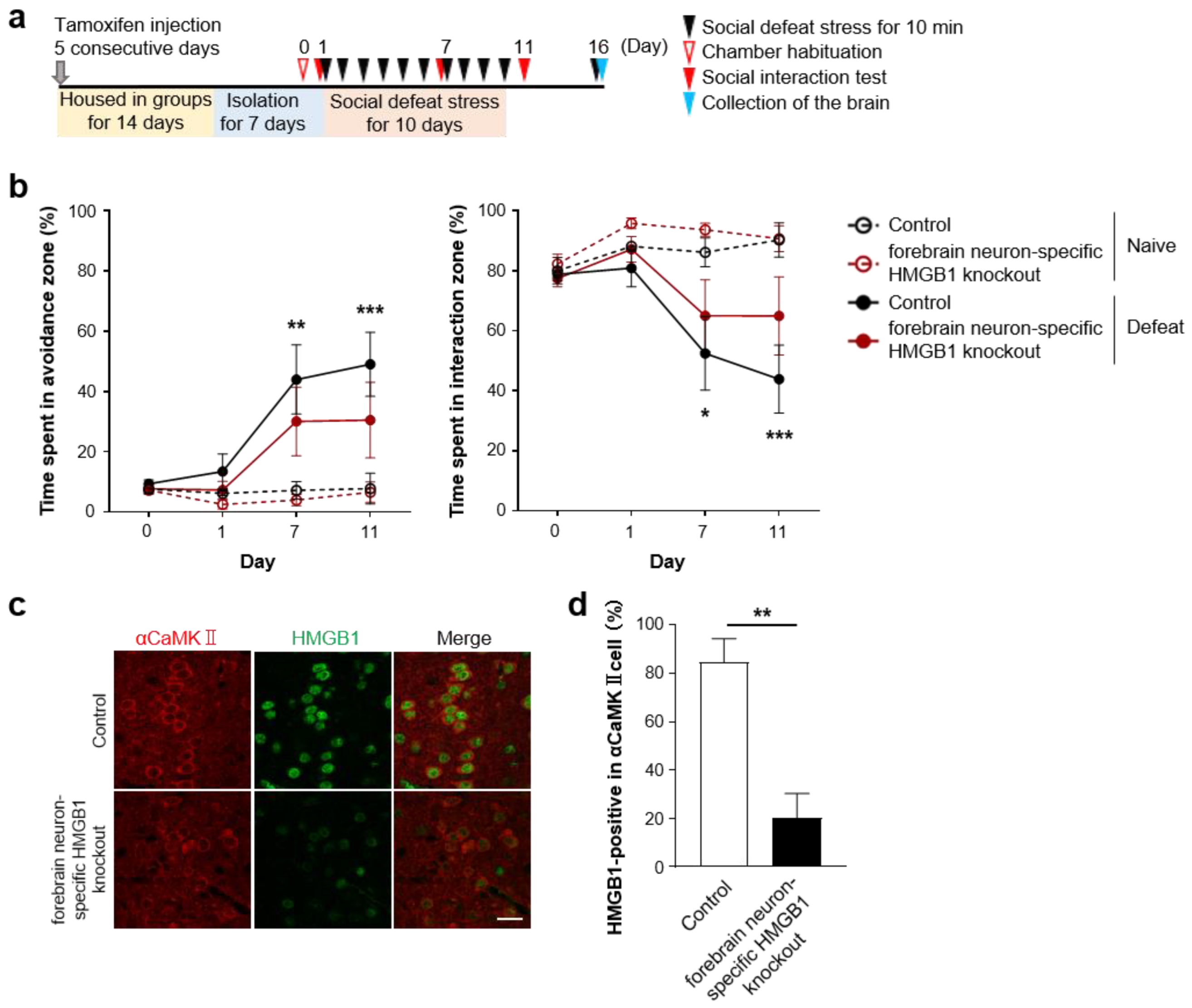 Cells 12 01789 g004 Cells 12 01789 g004