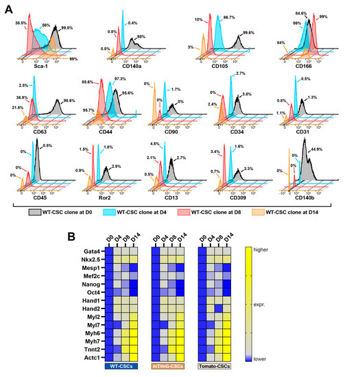 Cells Free FullText Adult Multipotent Cardiac ProgenitorDerived